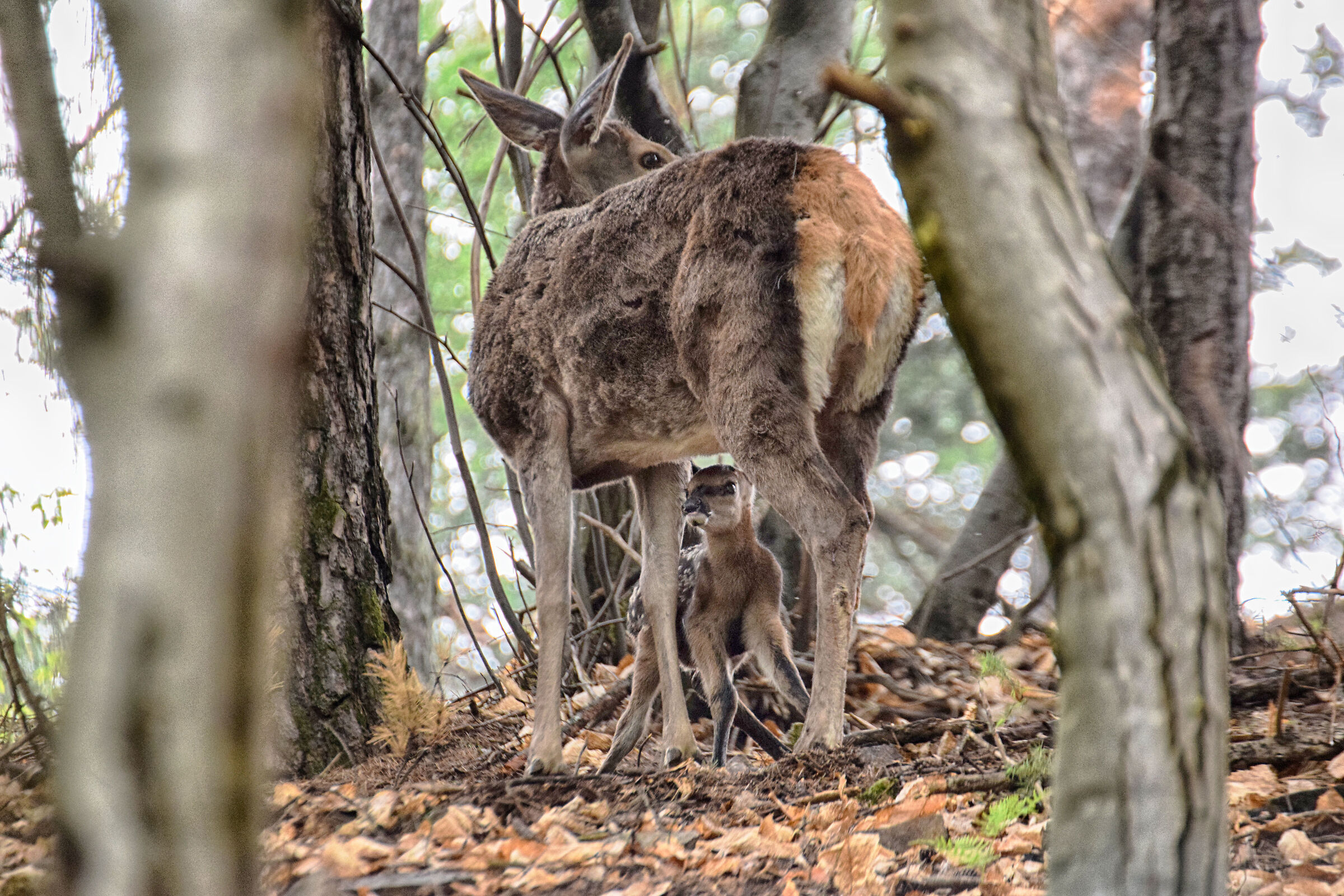 Doe with small