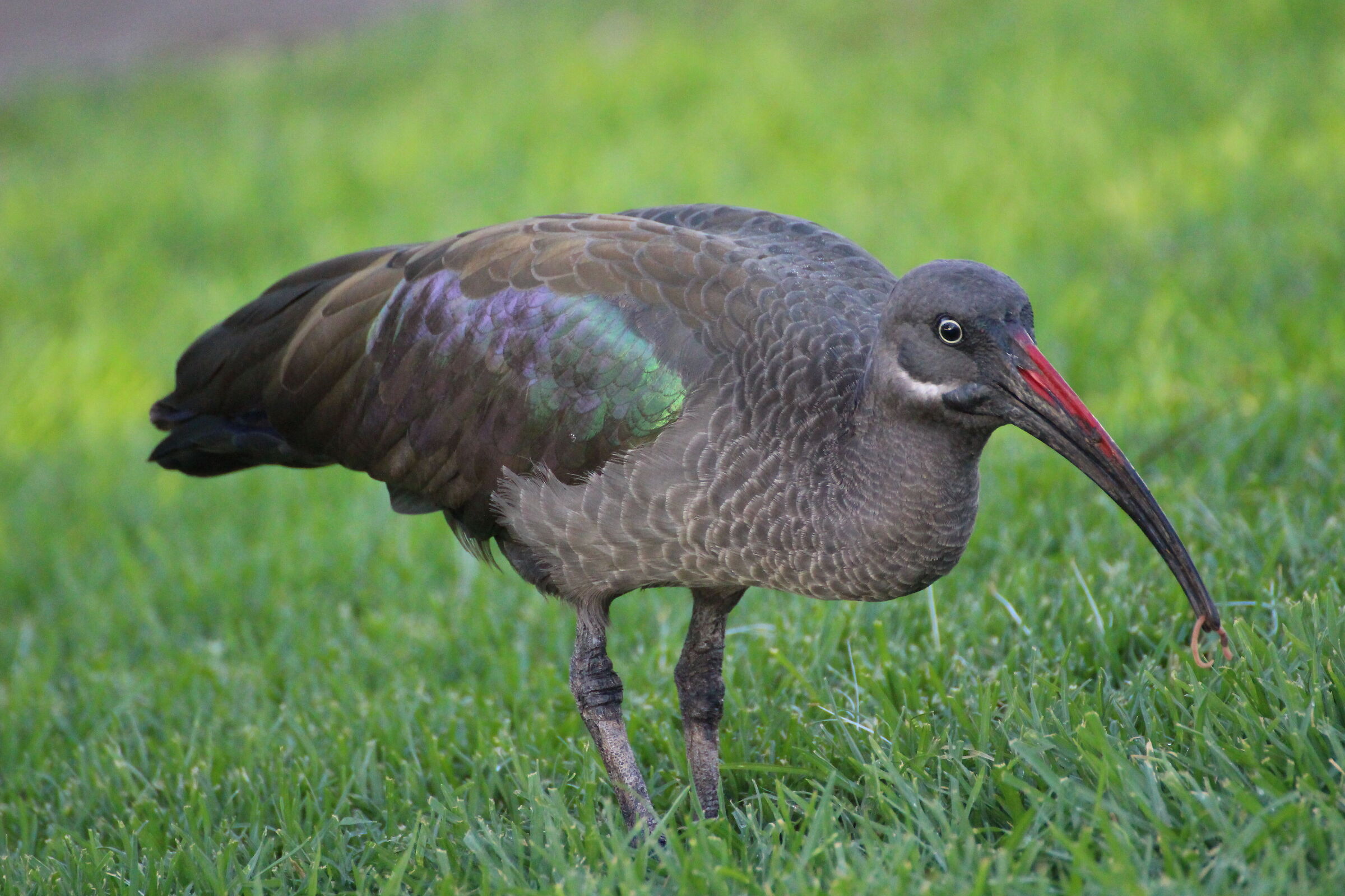 Ibis Hadada che banchetta a Morro Jable
