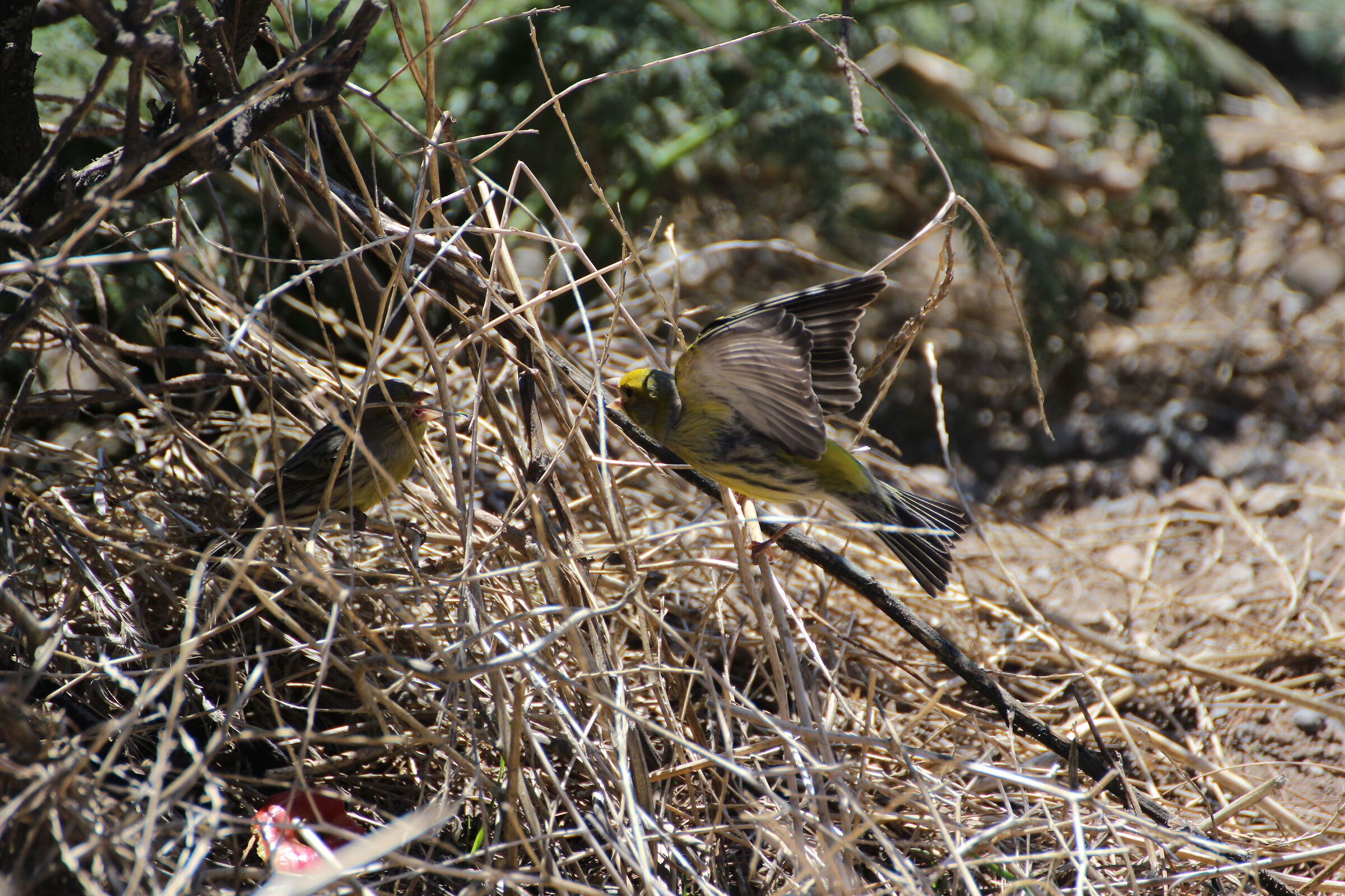 Serinus Canaria