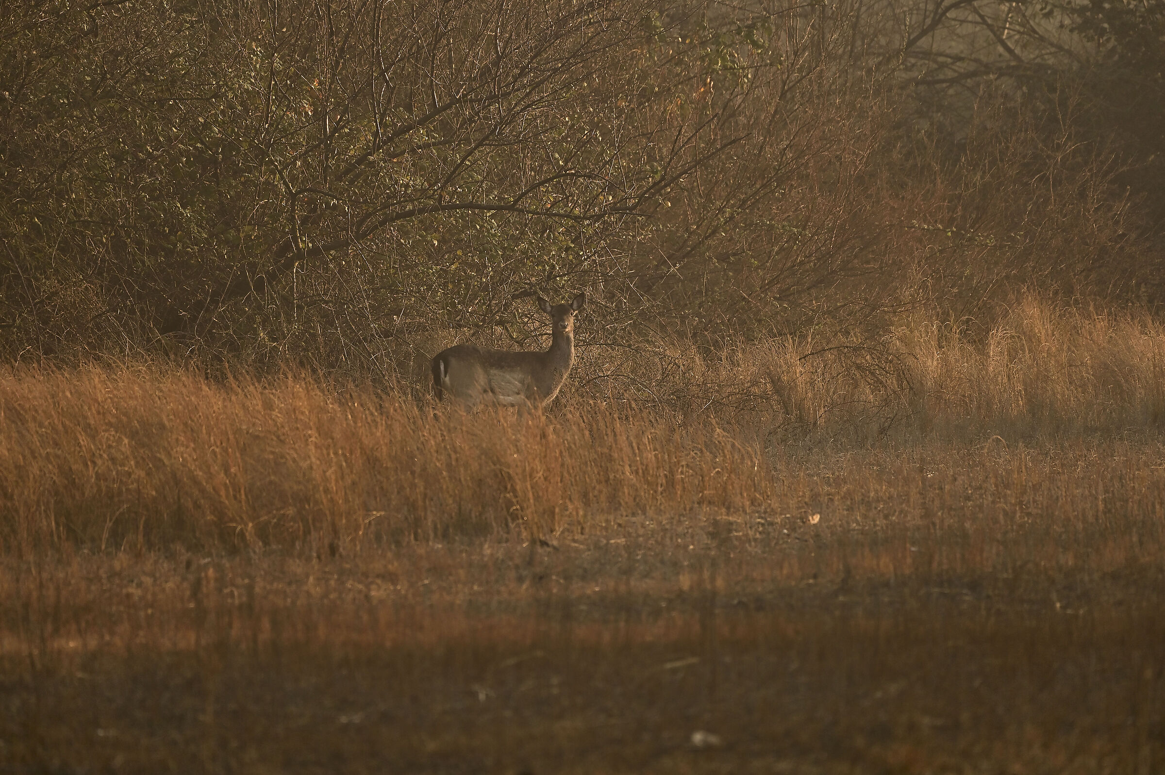 Fallow deer at dawn
