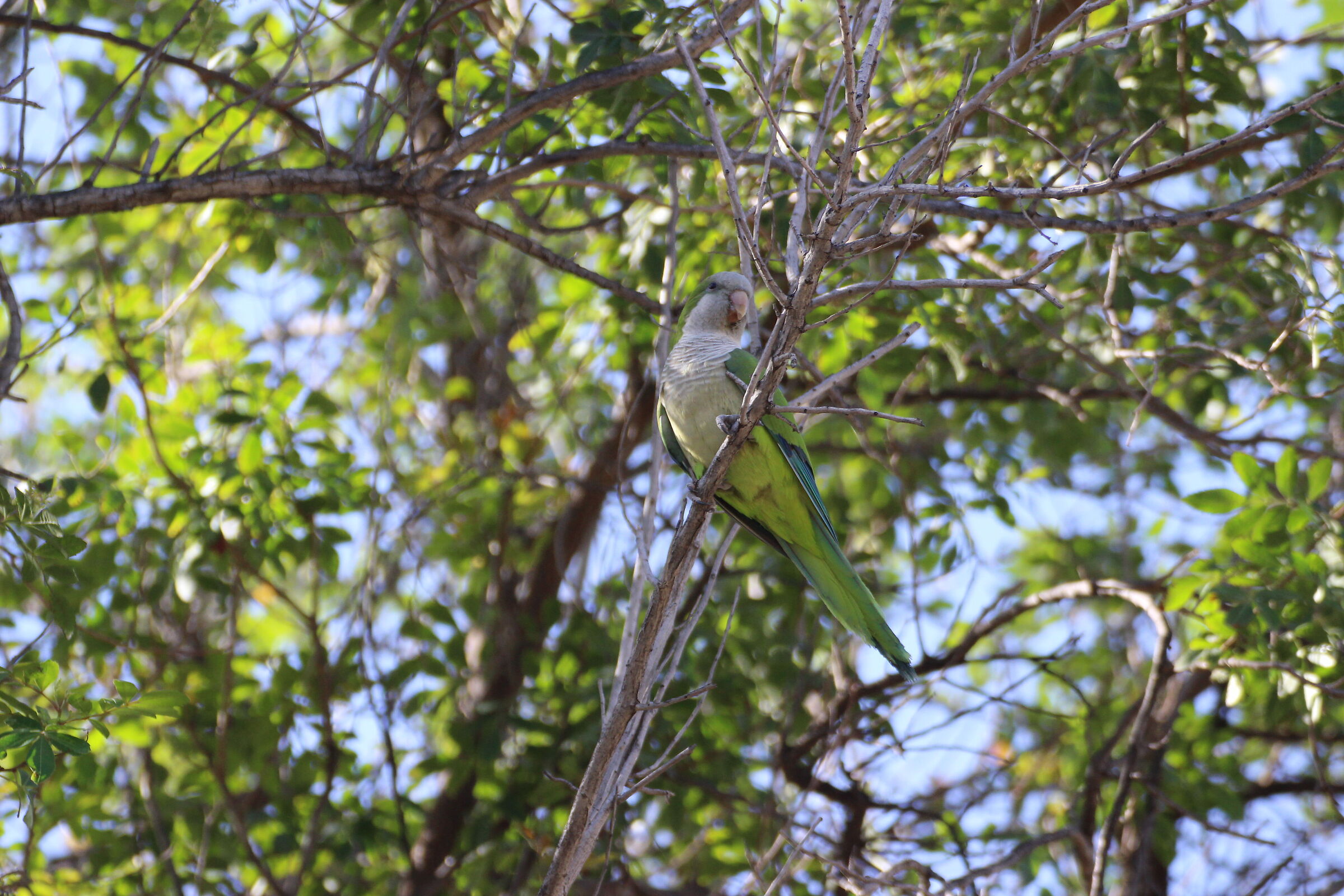 Myiopsitta monachus - "Parrocchetto Monaco"