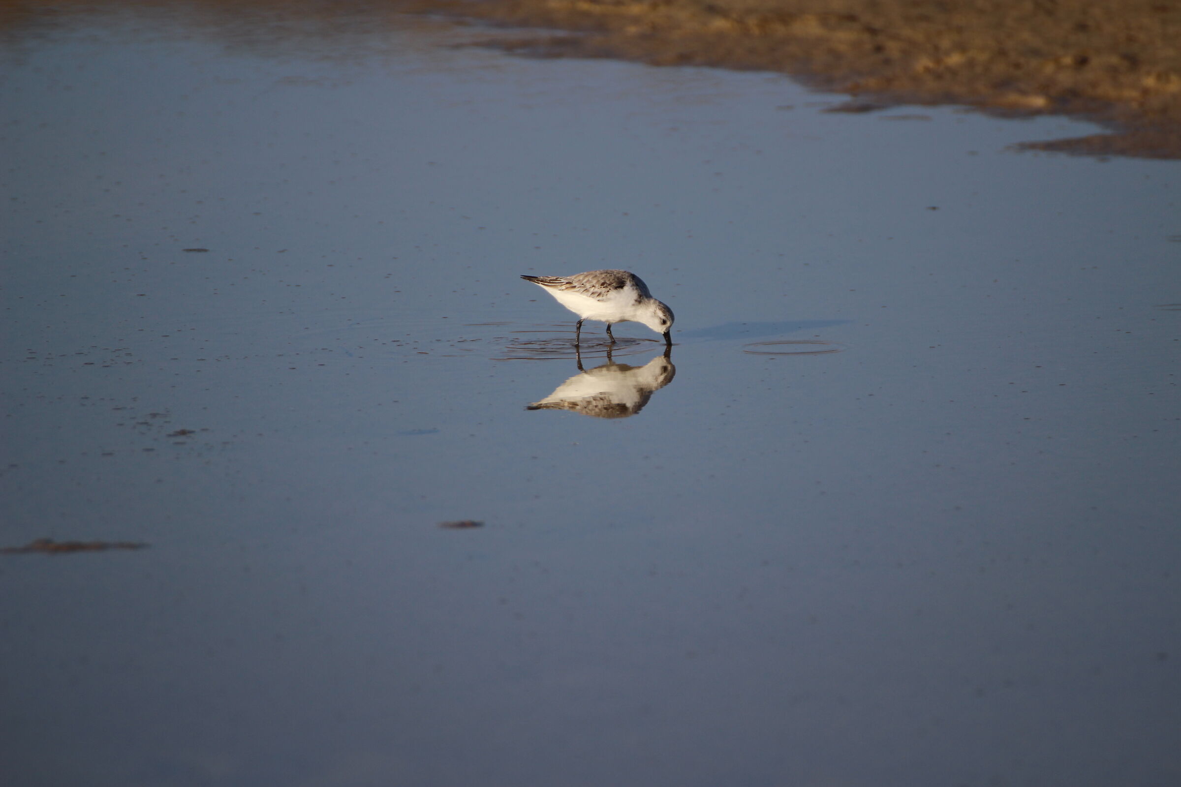 Calidris ferruginea - "Piovanello Tridattilo"