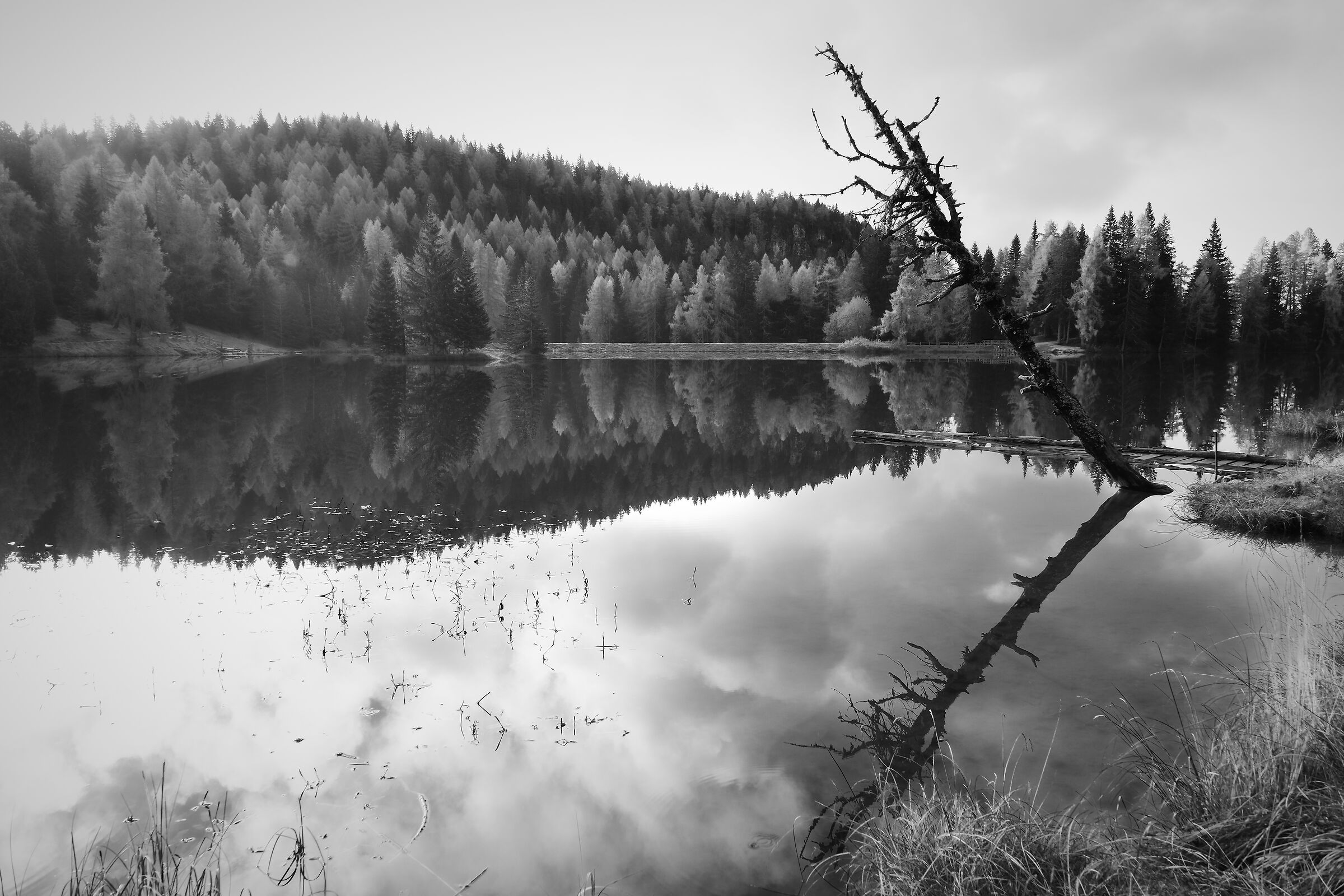 -l'albero morto al lago-
