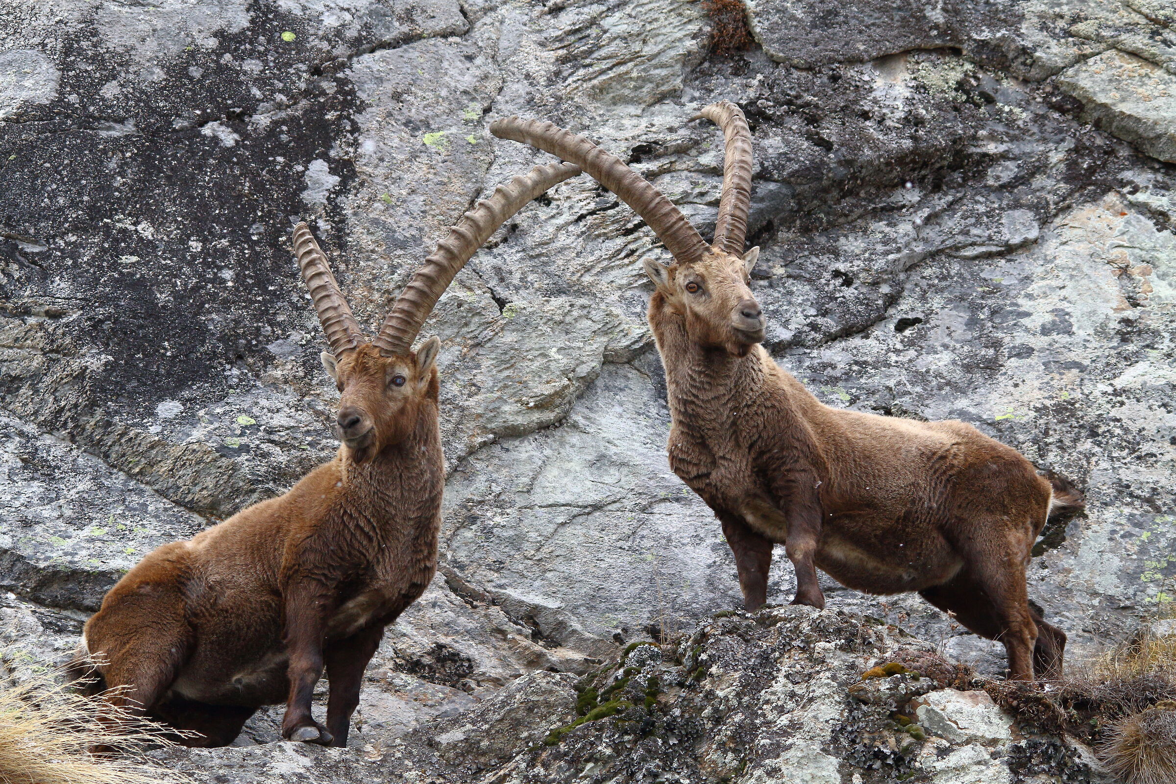 Royal Ceresole ibex