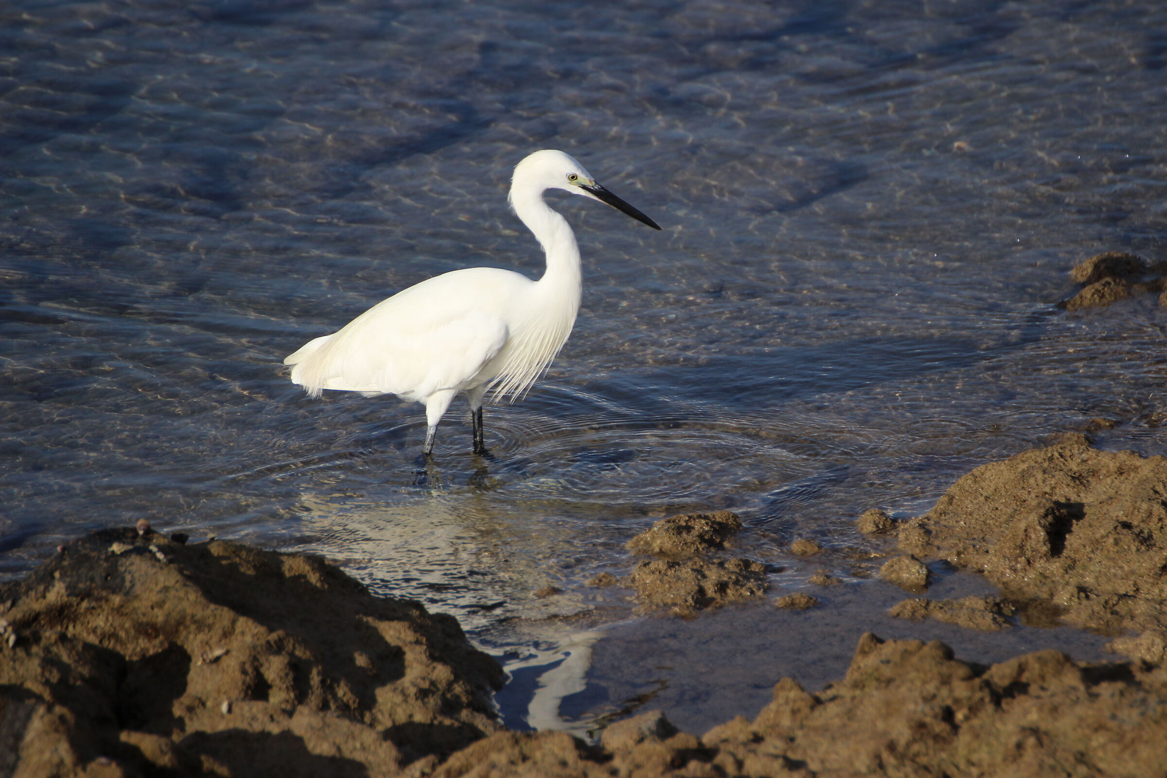Egretta garzetta - "Garzetta"