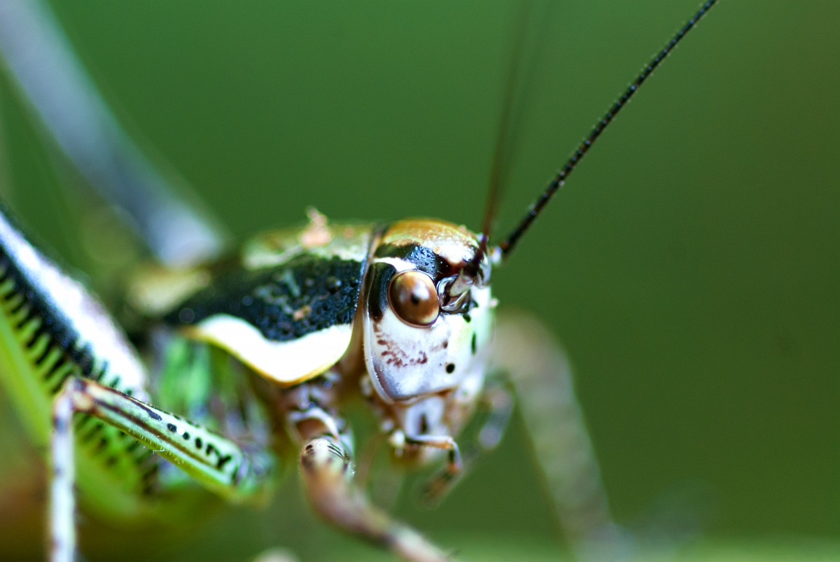L'occhio della devastatrice (Barbitistes vicentinus)