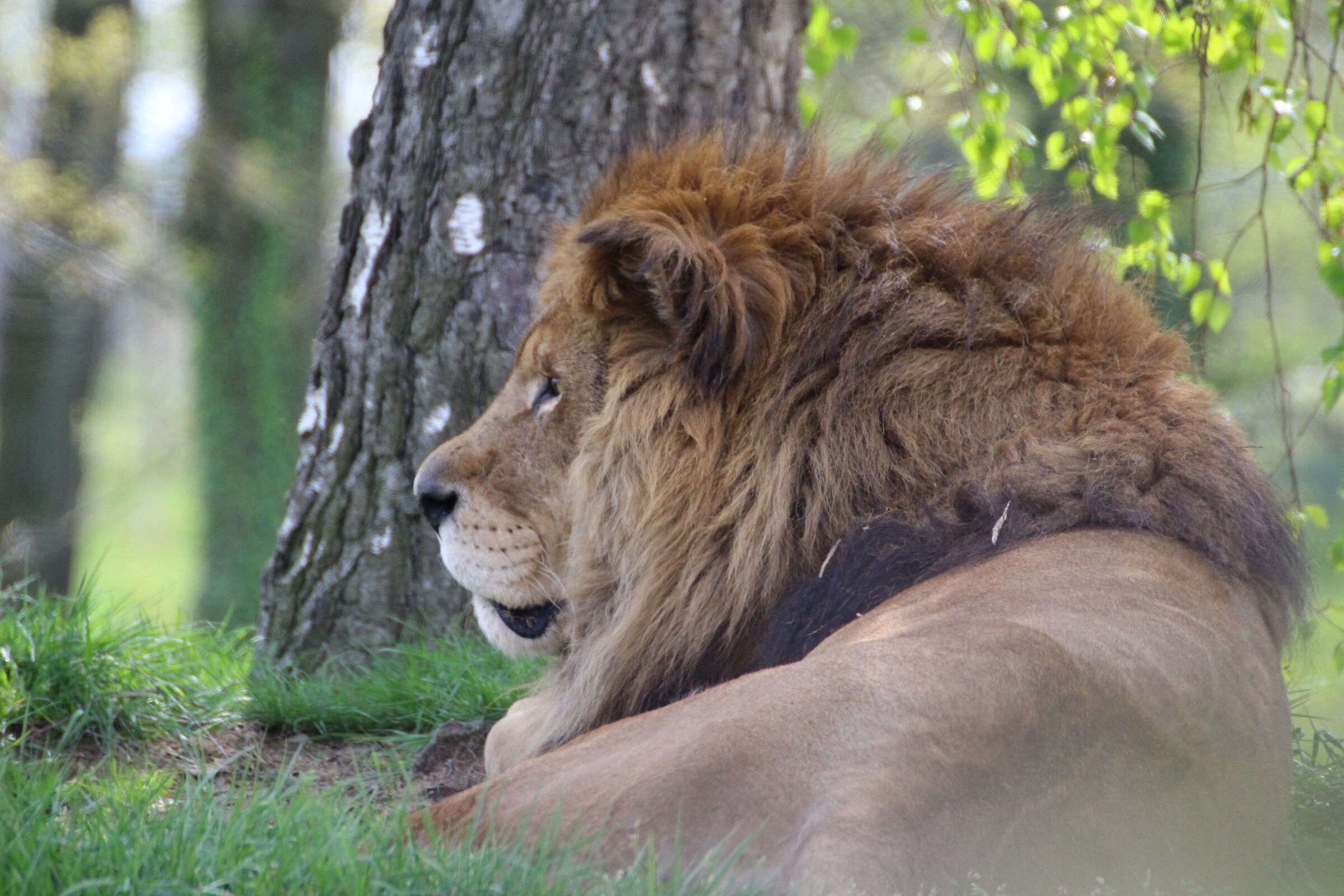 Leone