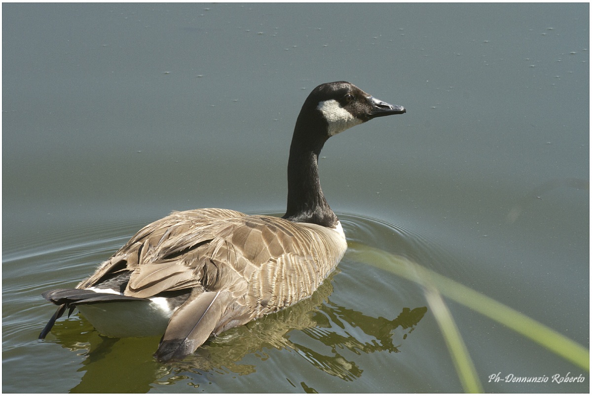 Canada goose