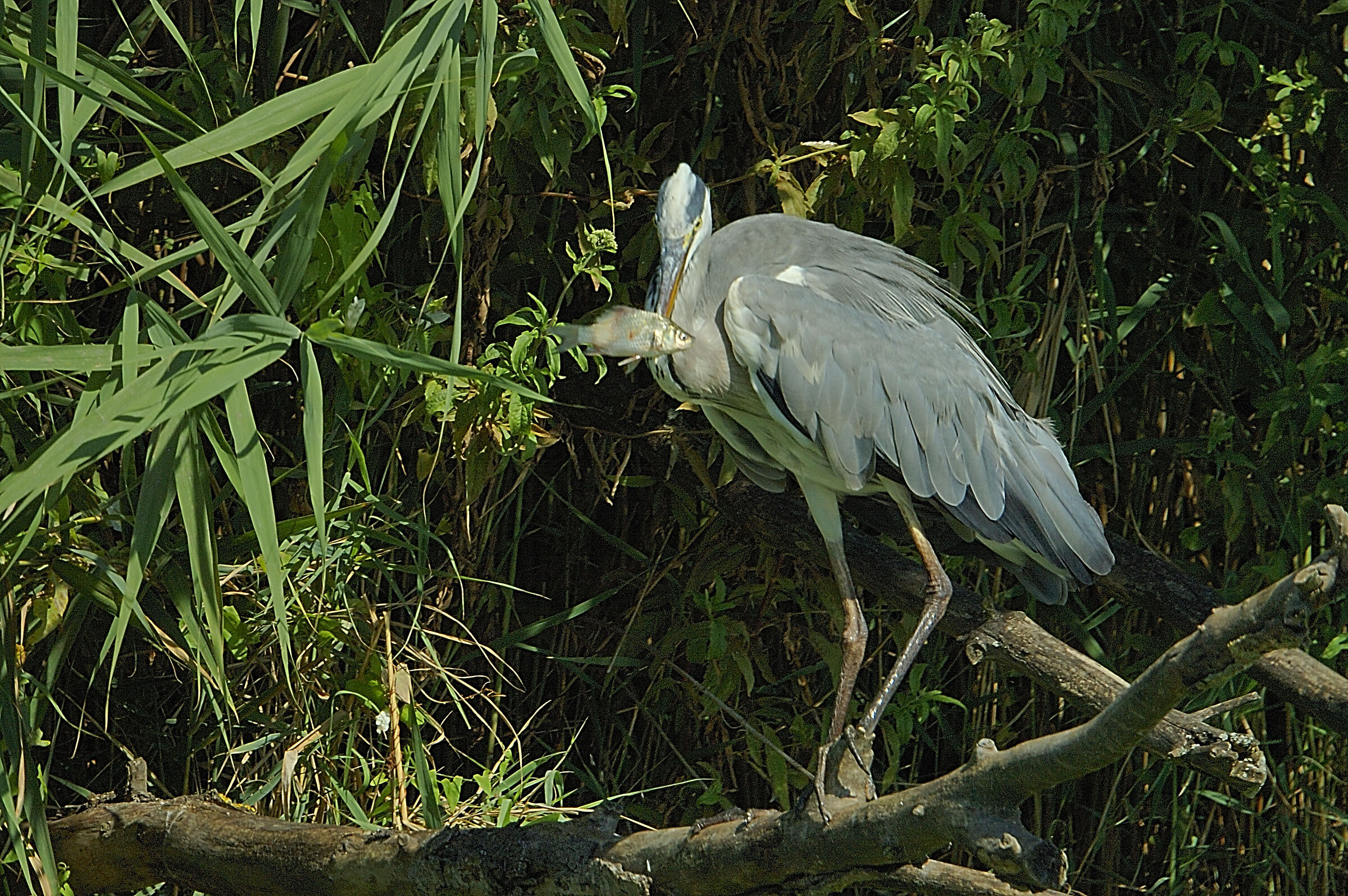 Grey heron