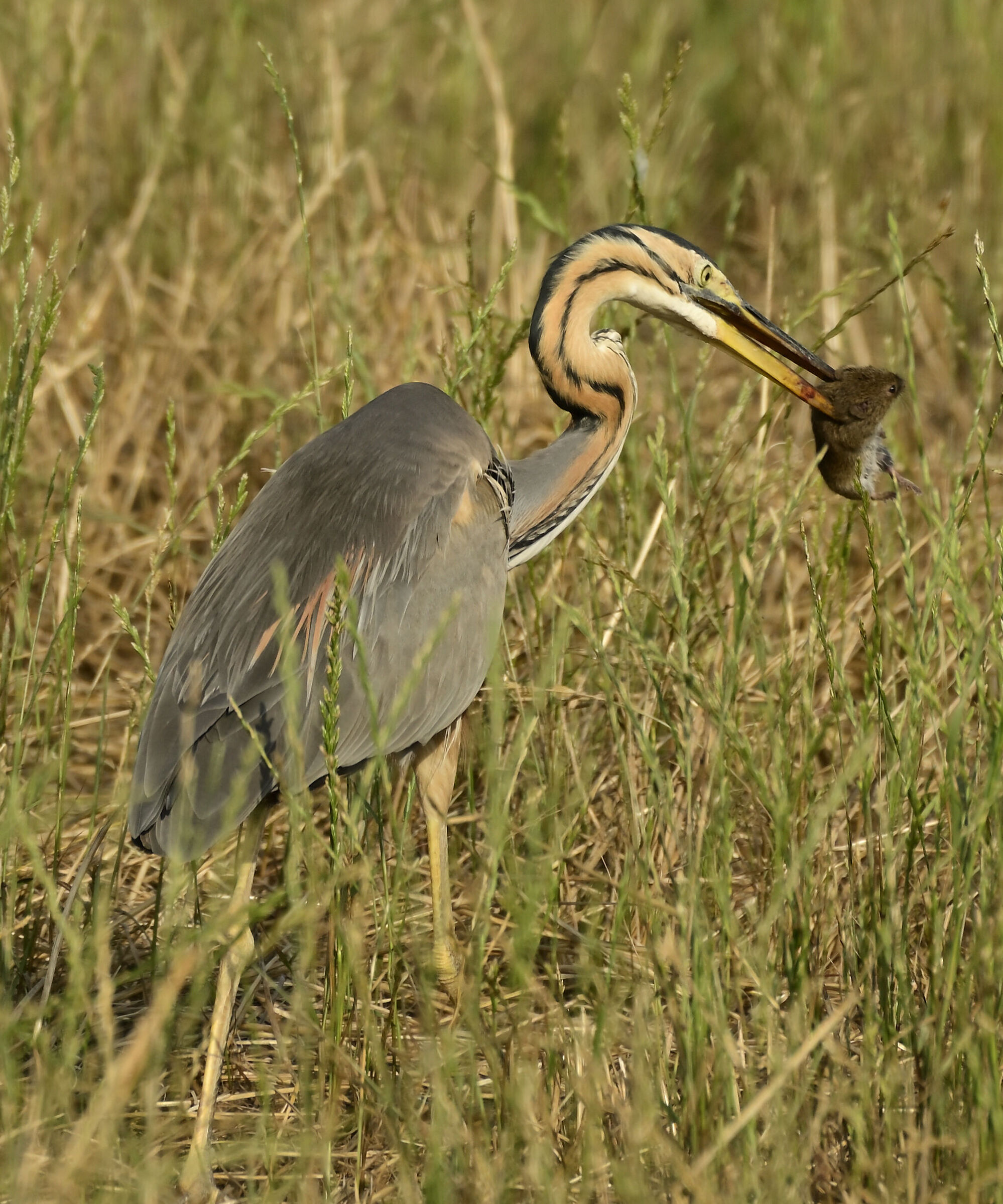 Purple heron