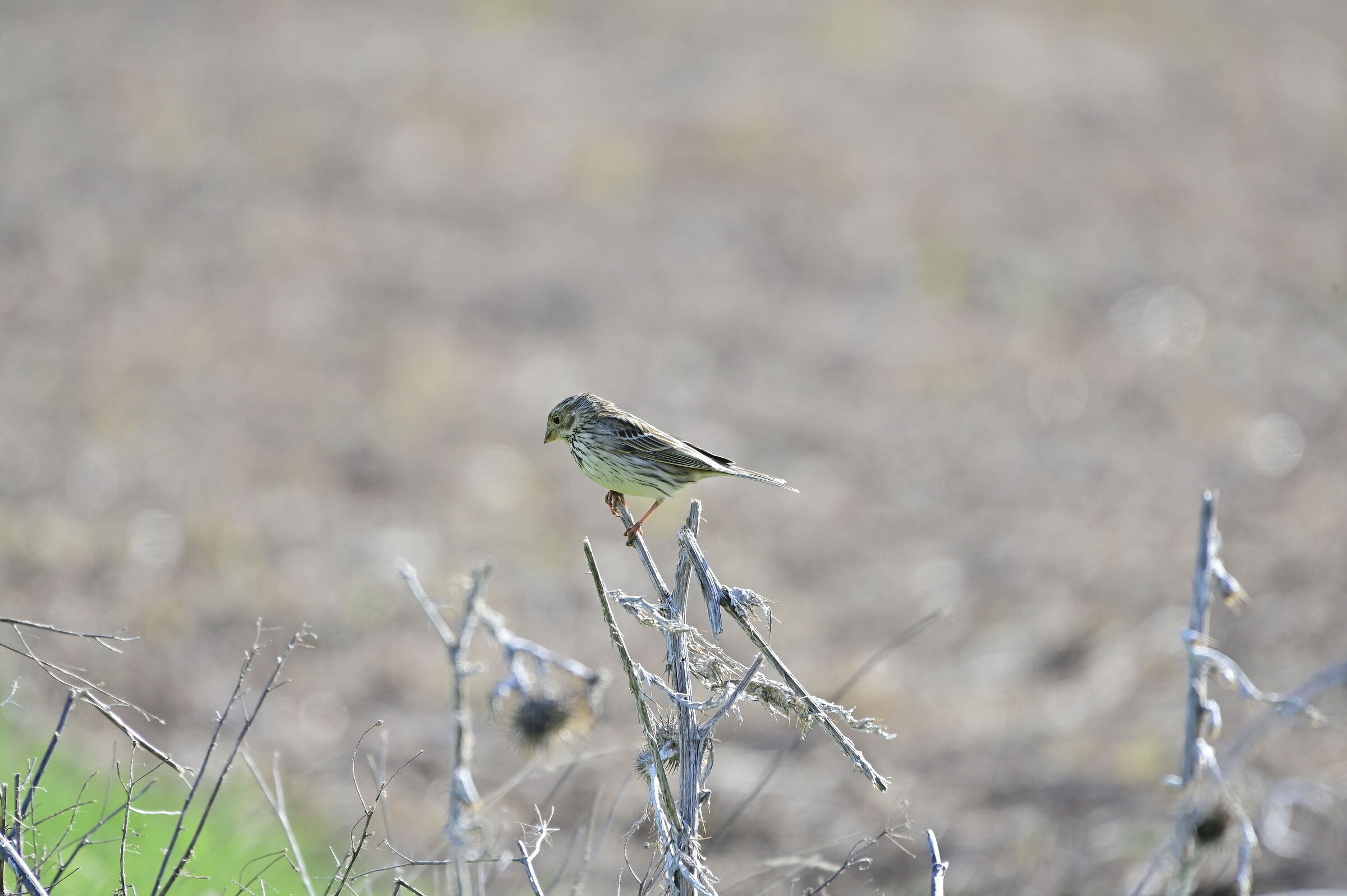 Lark