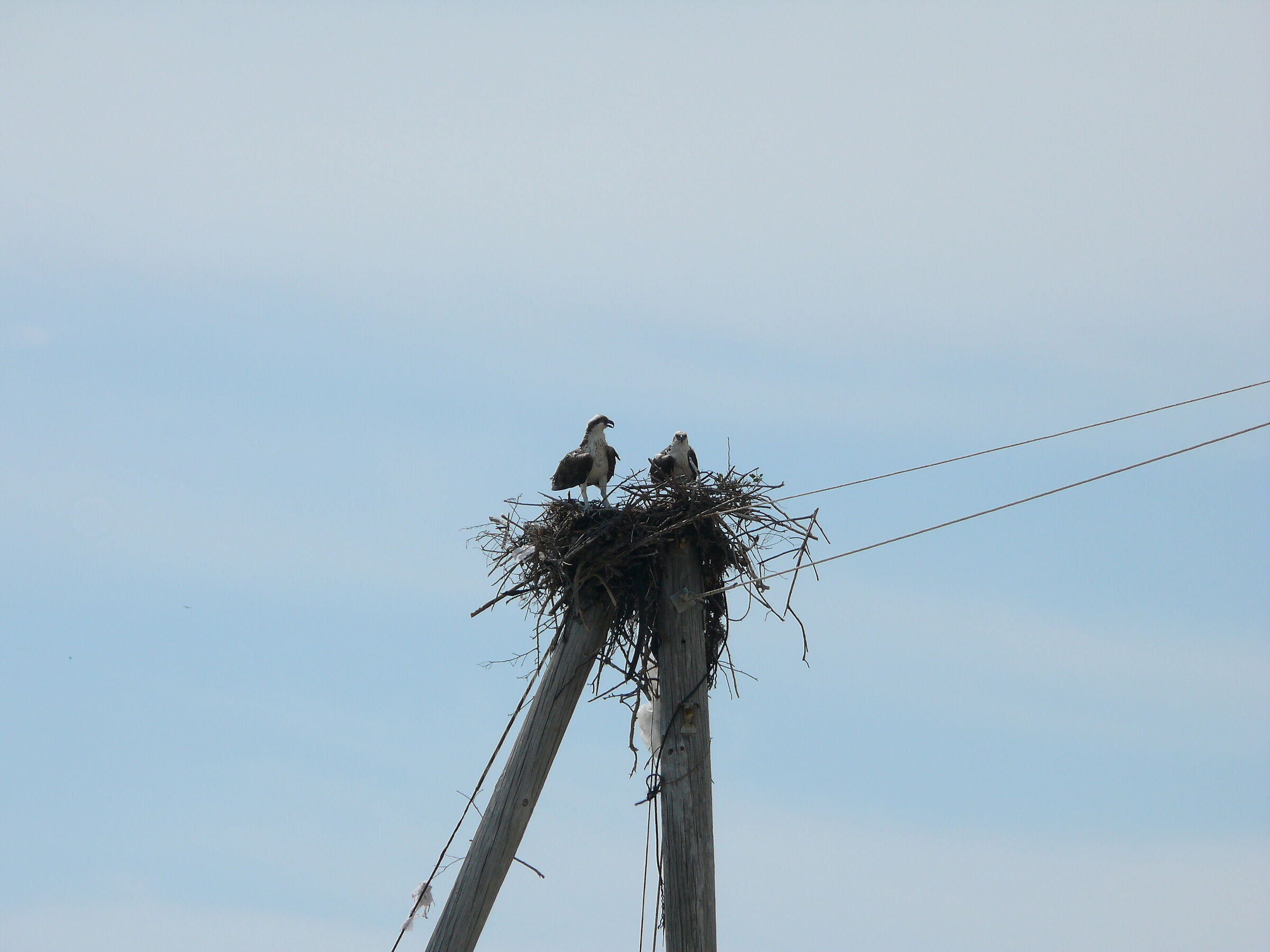 Osprey