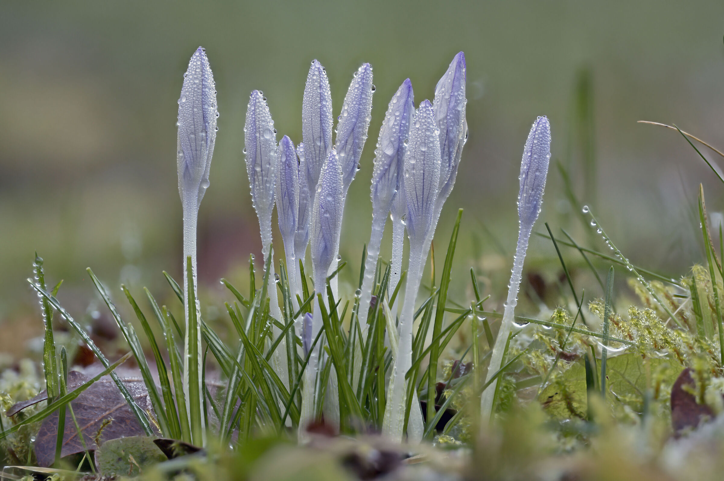 La primavera è già nell'aria