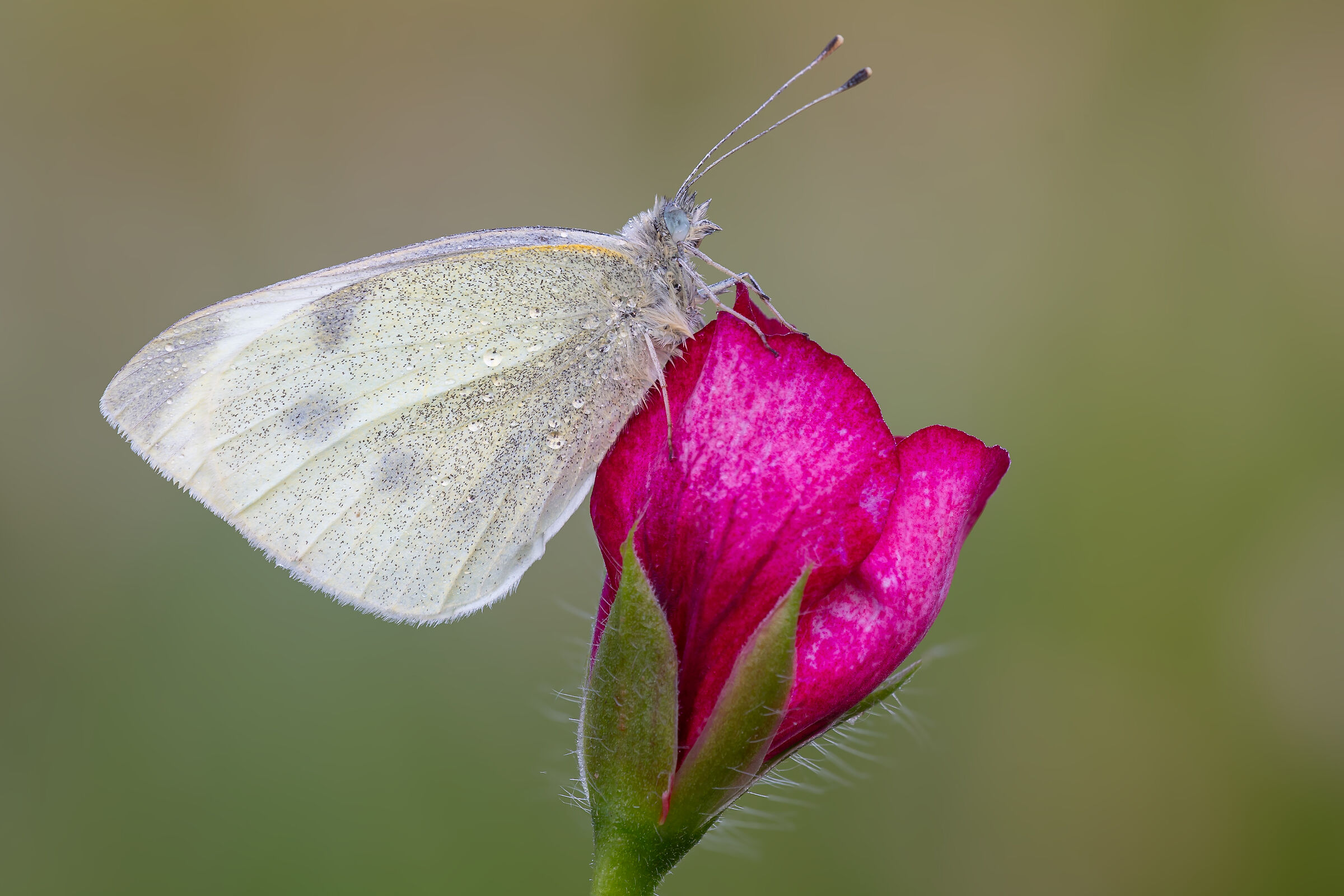 Pieris rapae