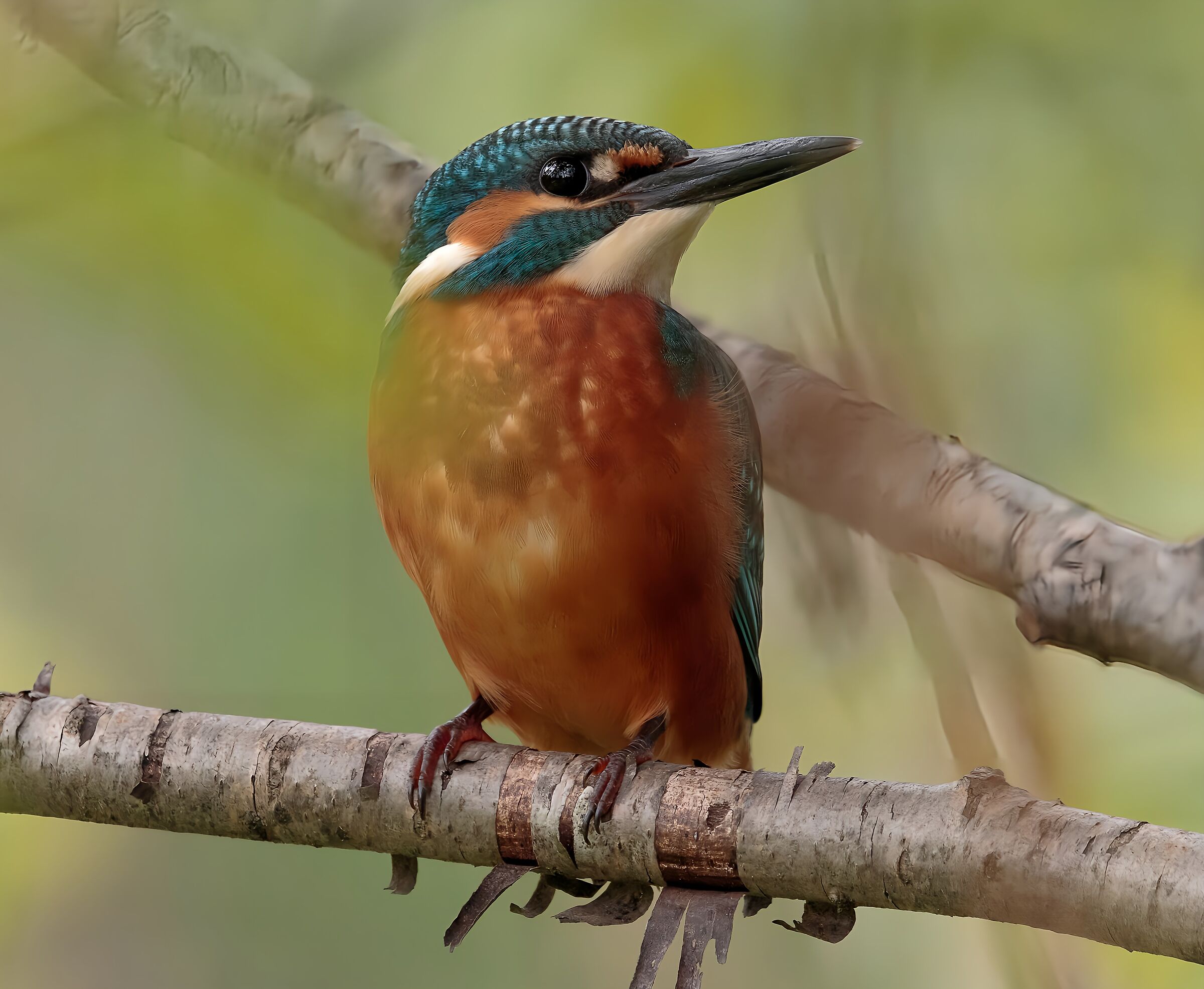 Kingfisher Male Oasis Lipu Cesano M. MB 4/06/24