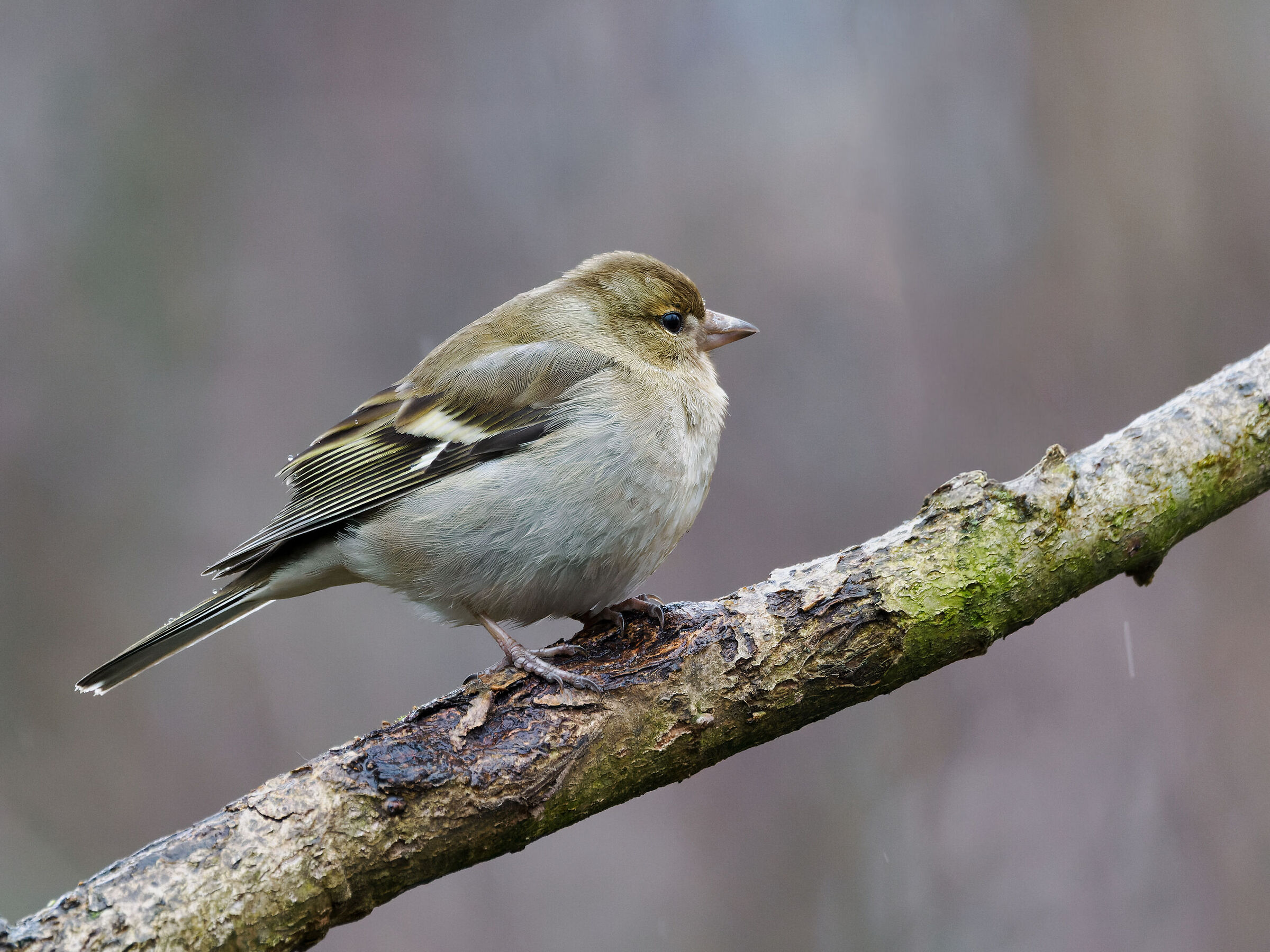 Chaffinch Juv.