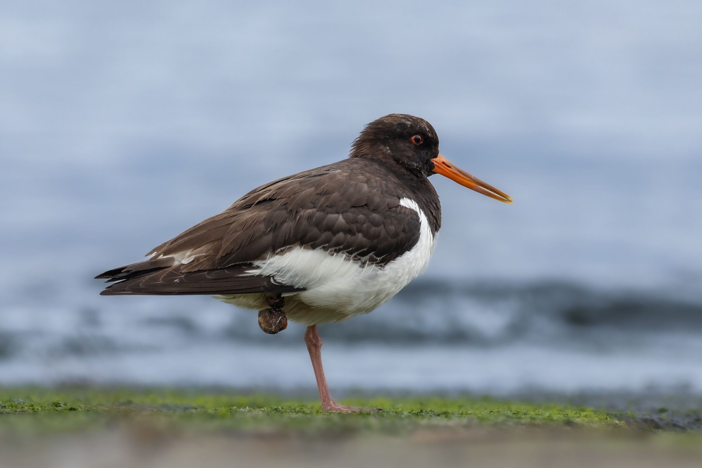 Oystercatcher