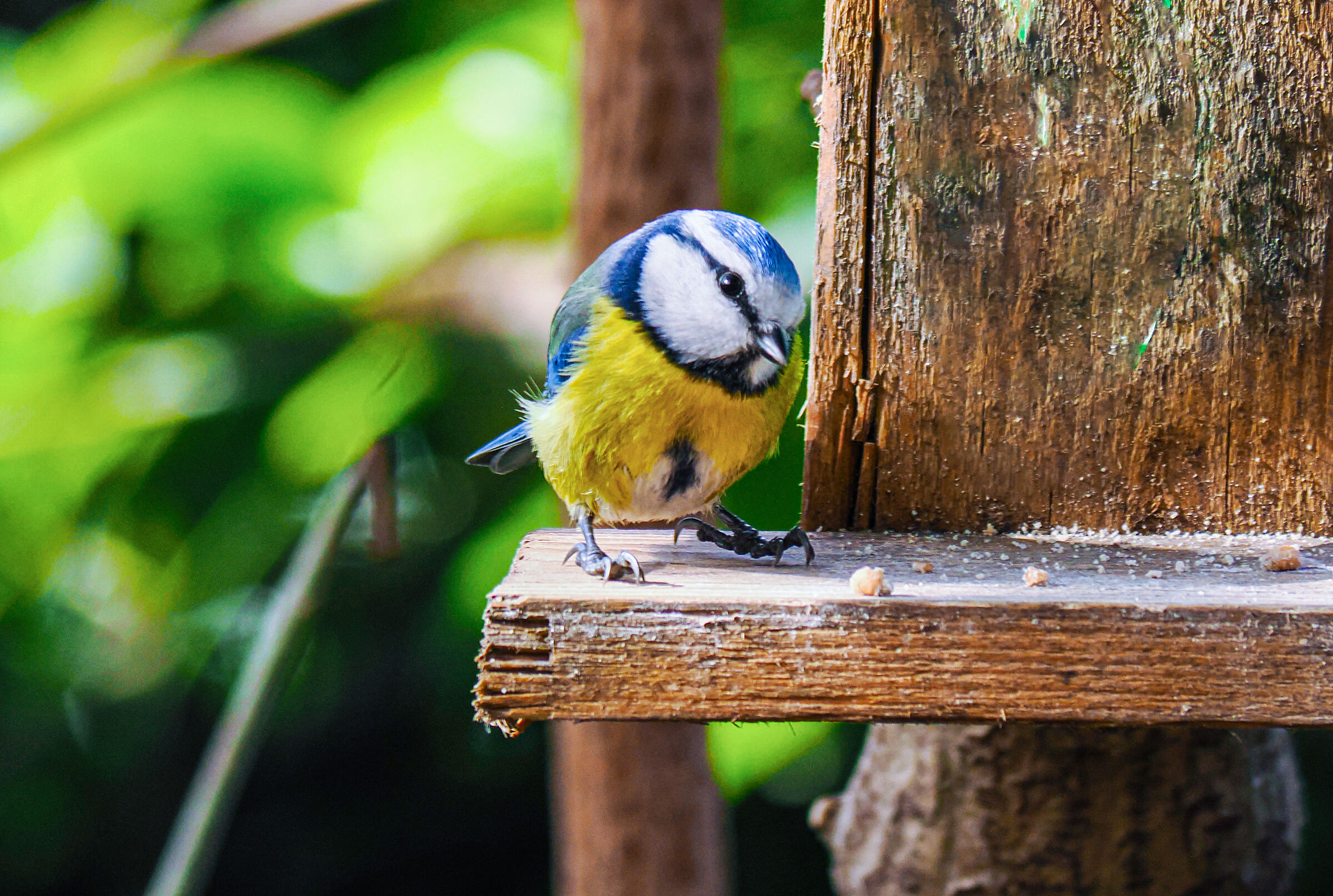 la cinciallegra timida