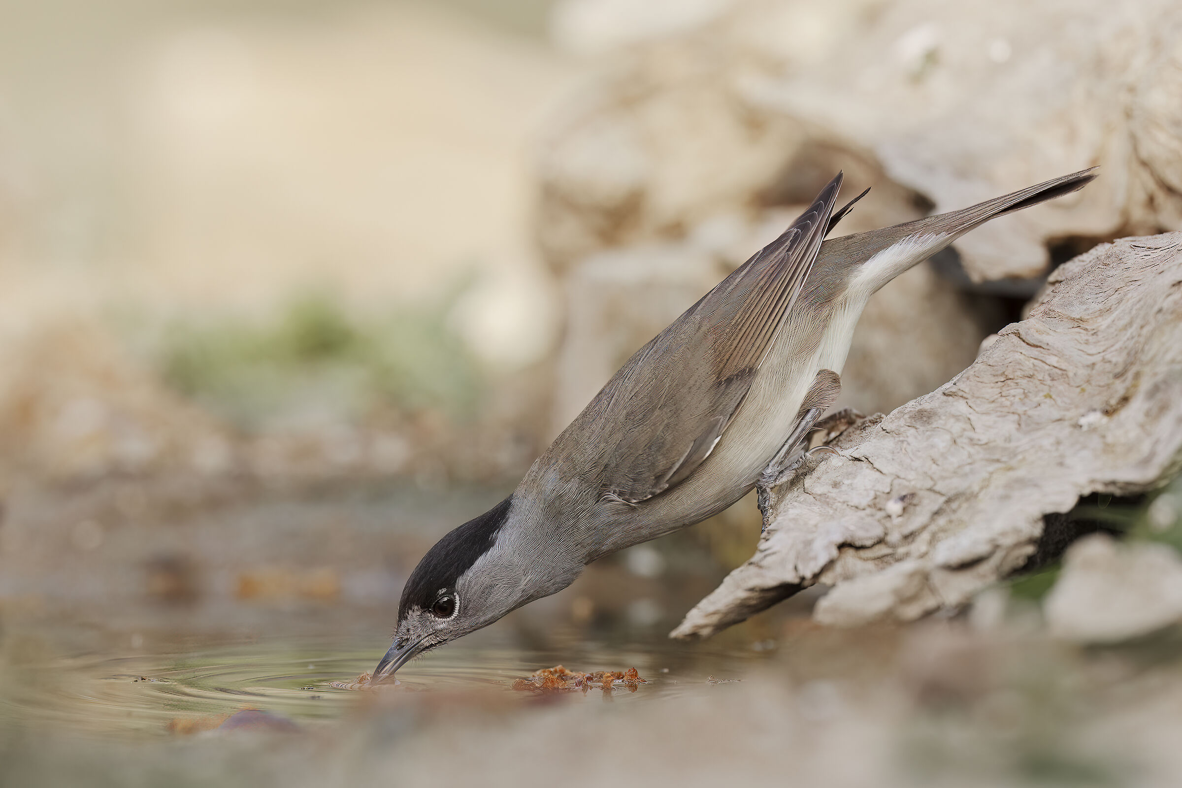 BLACKCAP ?