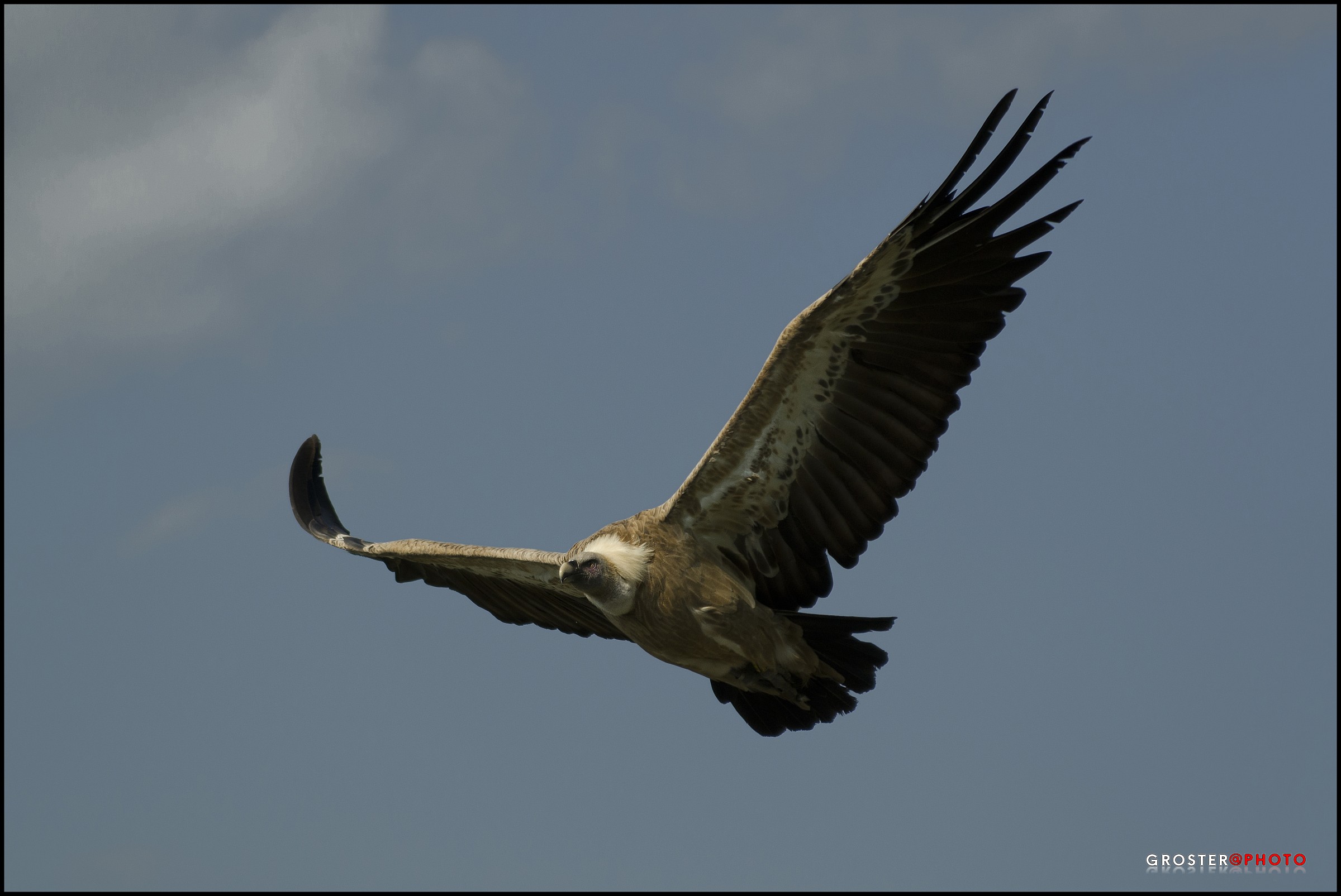 Gyps fulvus (Grifone)