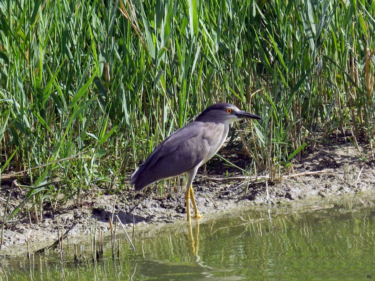la mia prima e unica nitticora