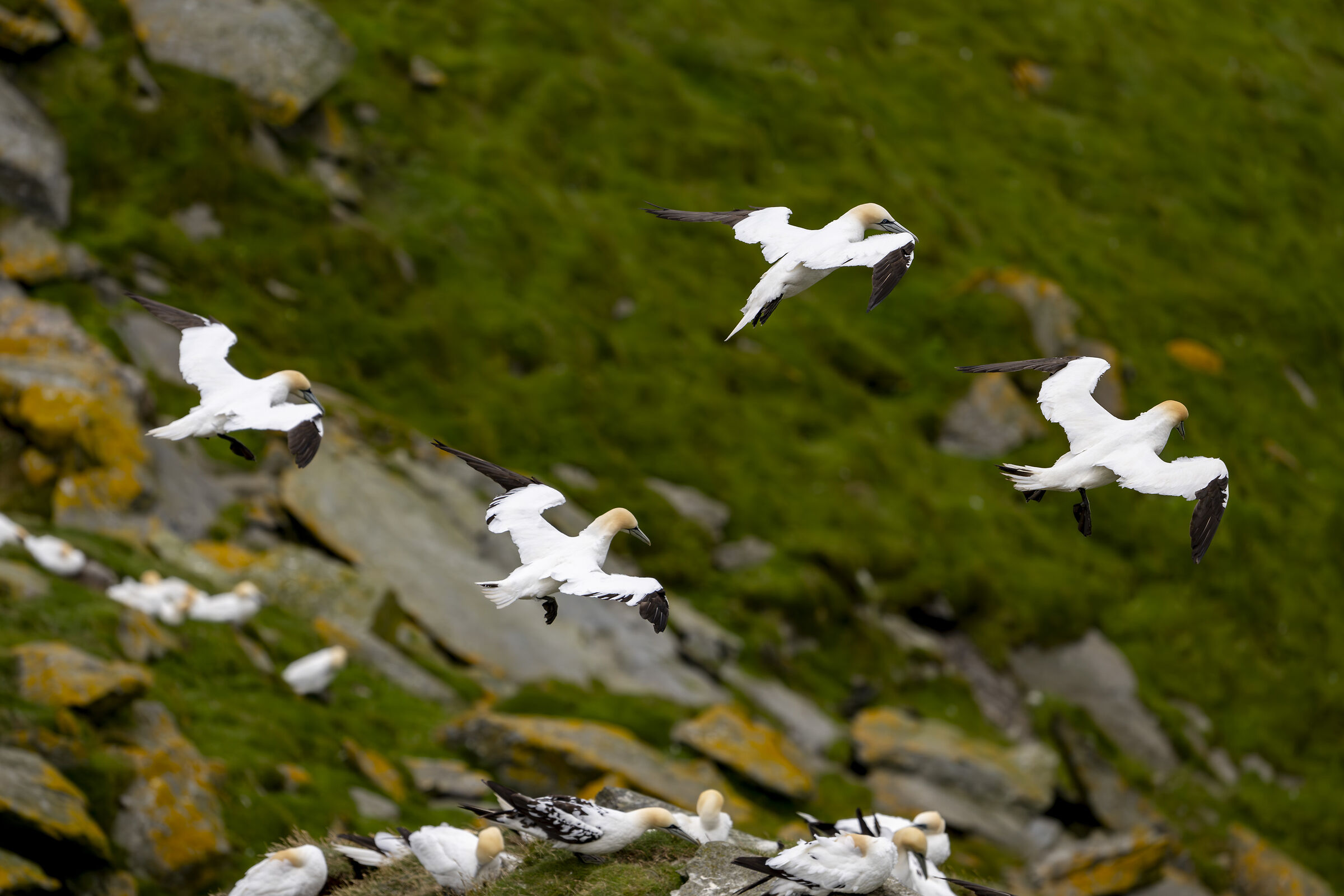 Gannets #2 - Masters of the wind