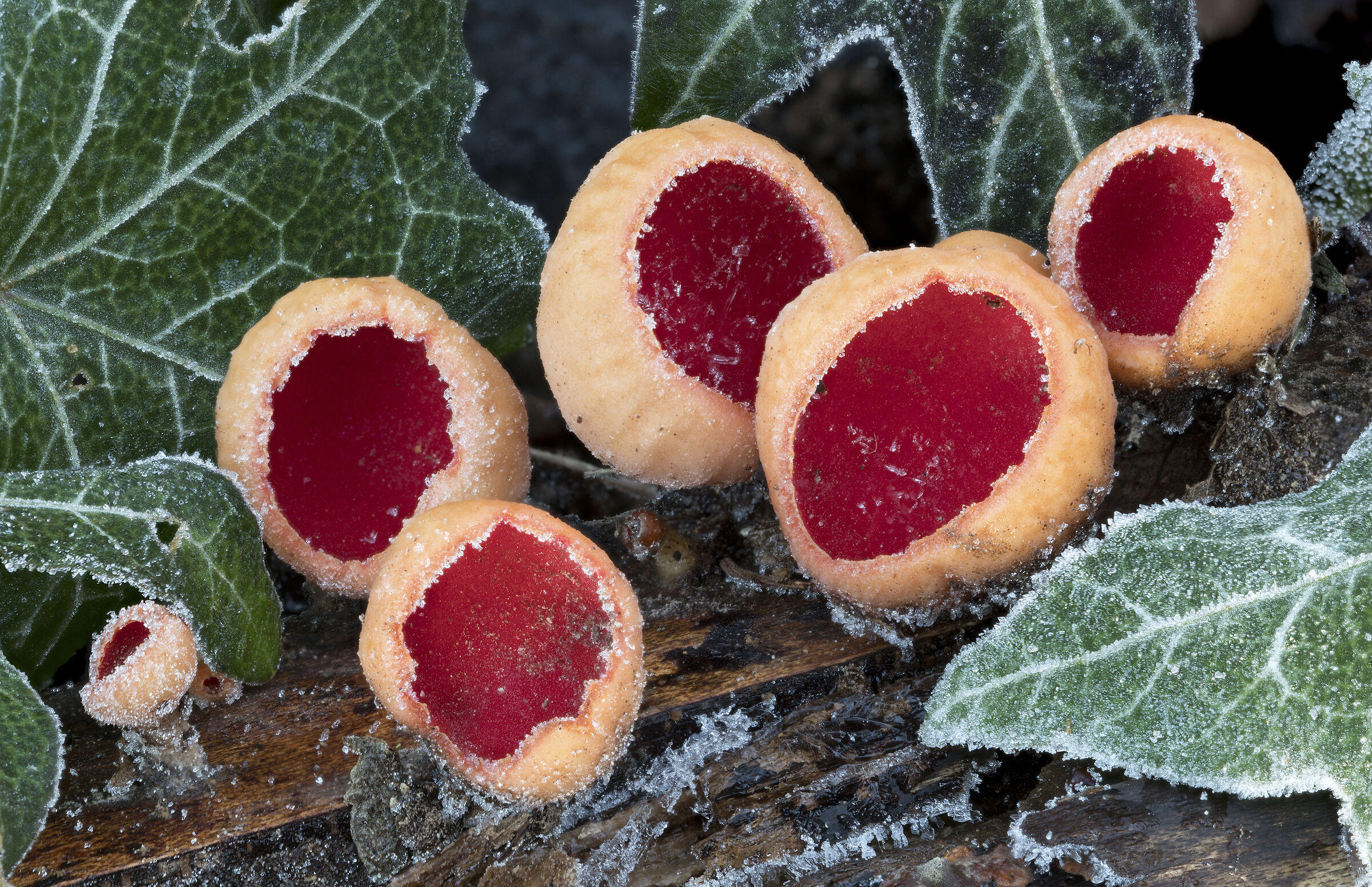Sarcoscypha coccinea
