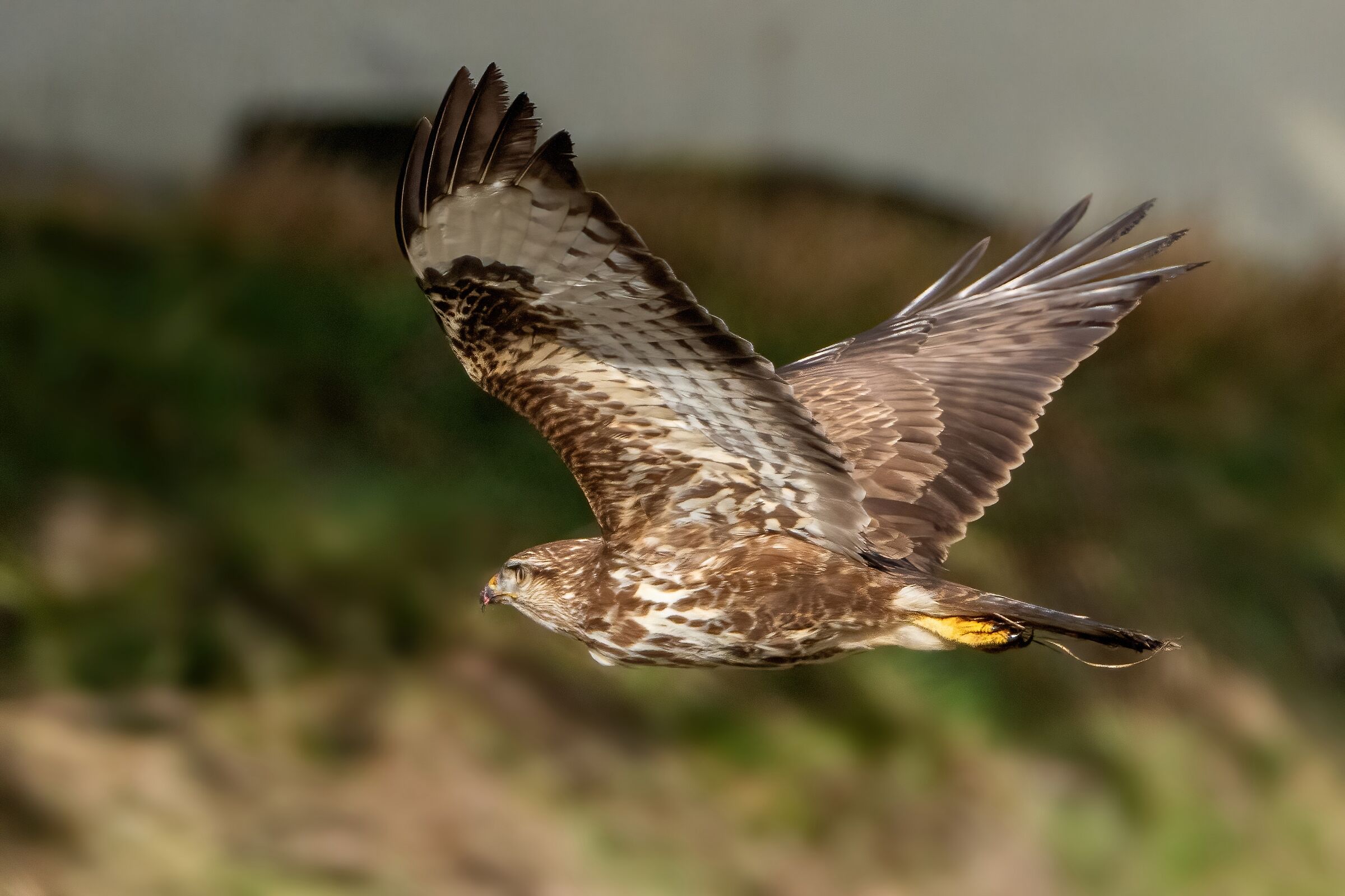 Poiana (Buteo buteo)