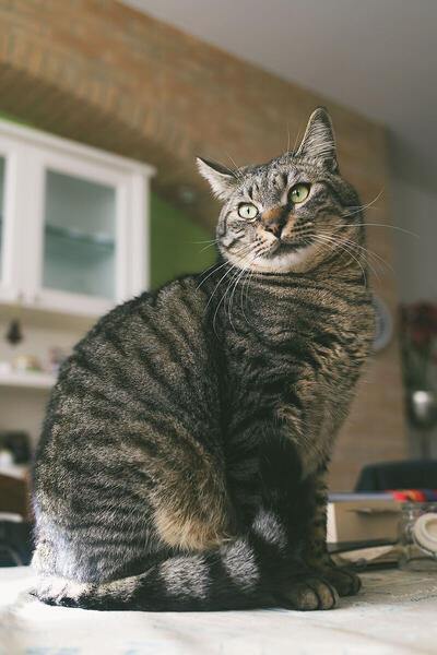 Foto