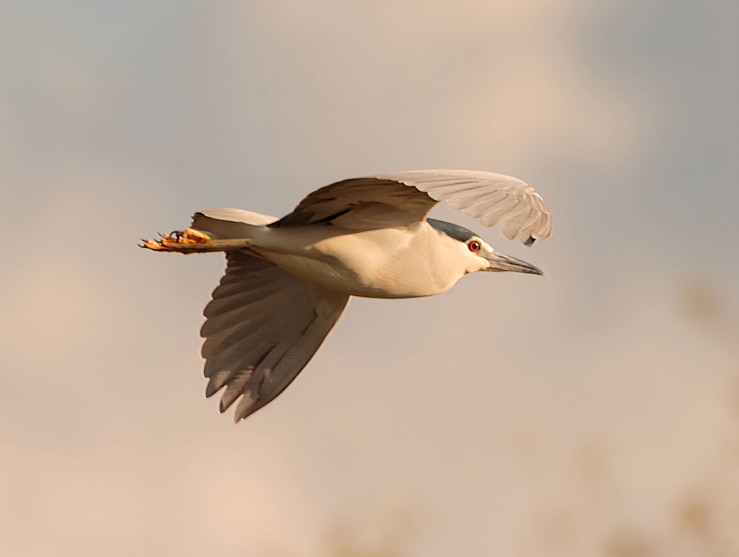 Night Heron in flight Lipu Oasis Cesano M. MB 4/04/2024