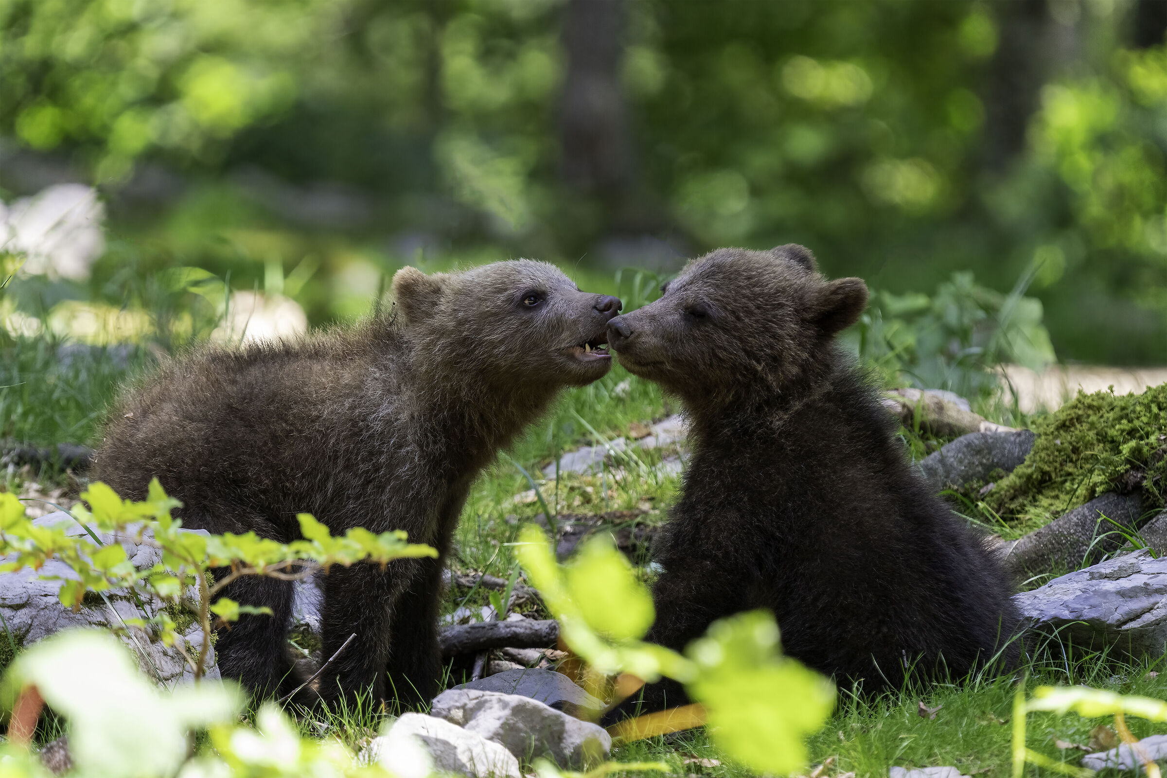 Brotherly love