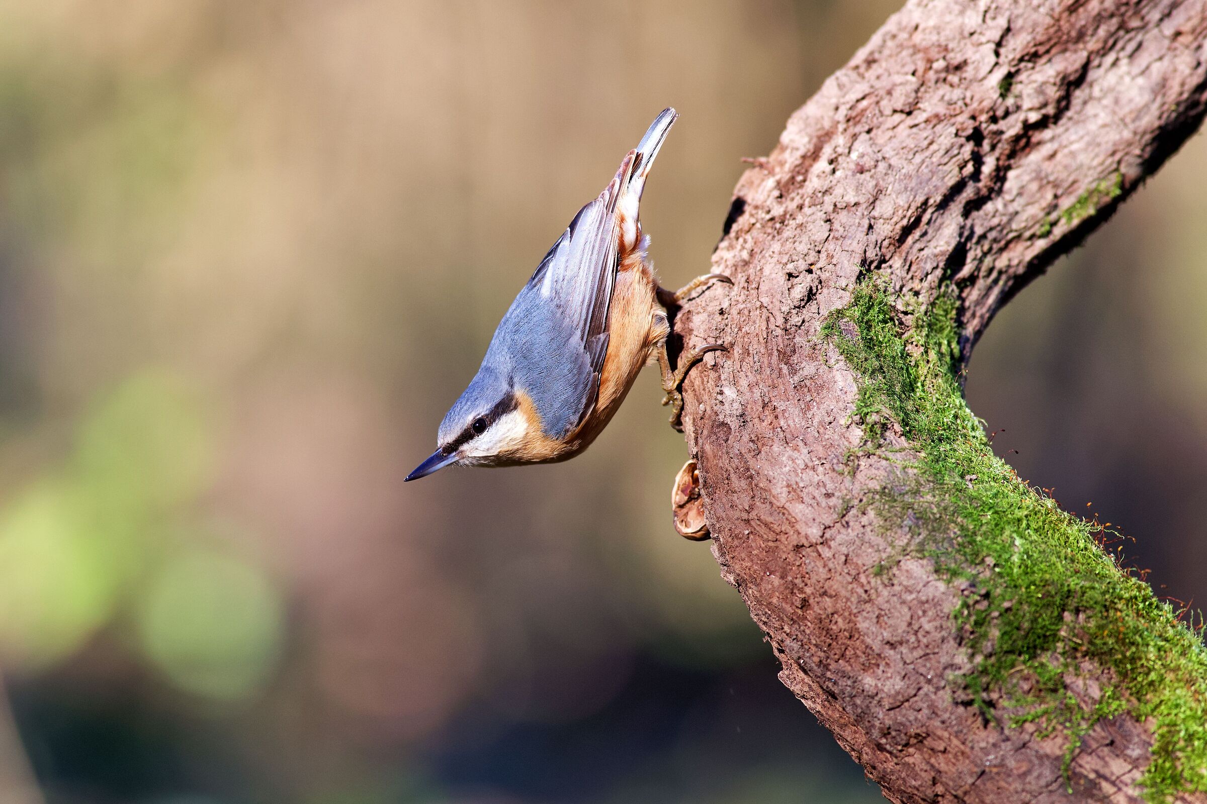 Wood nuthatch