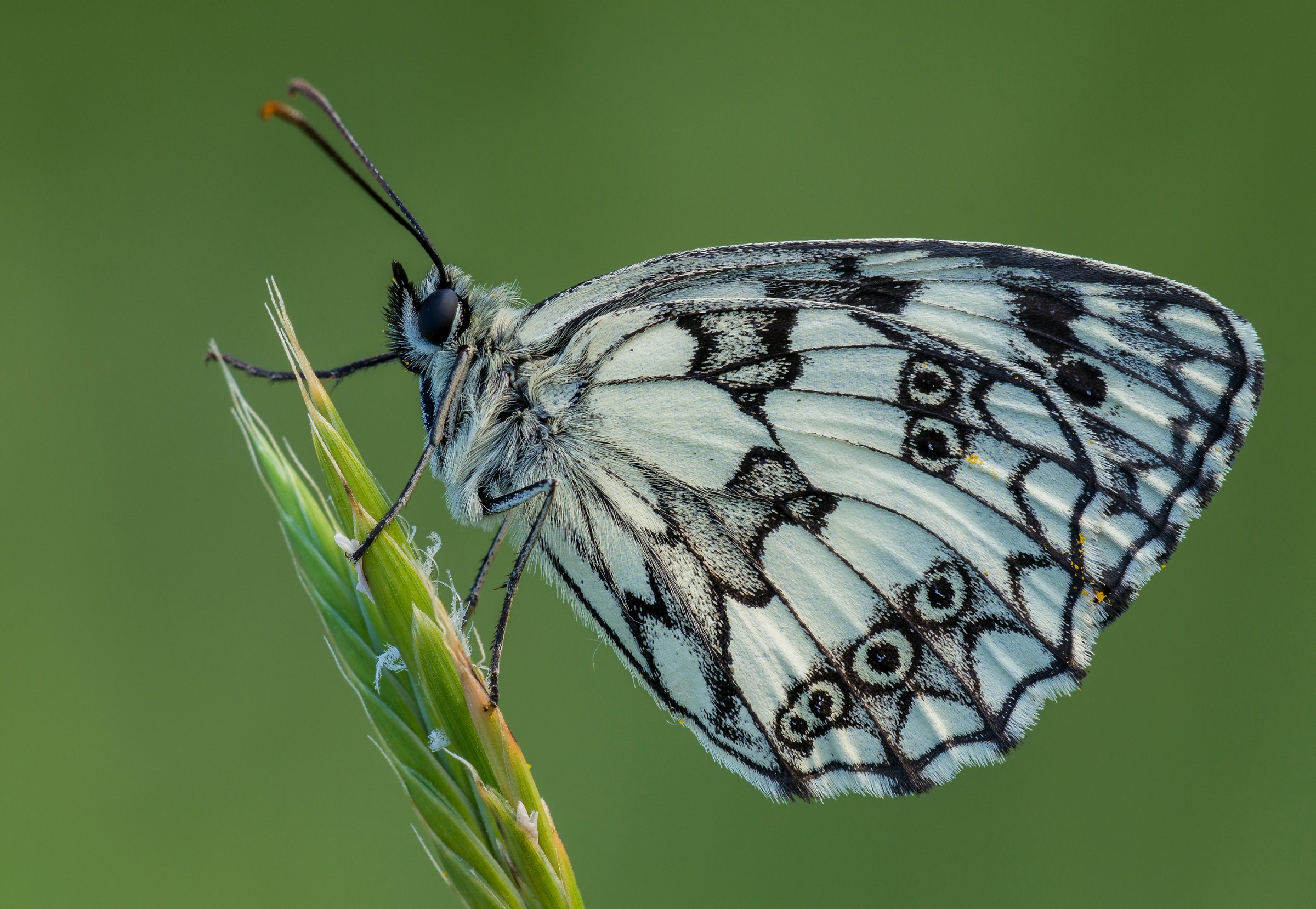 Melanargia galathea