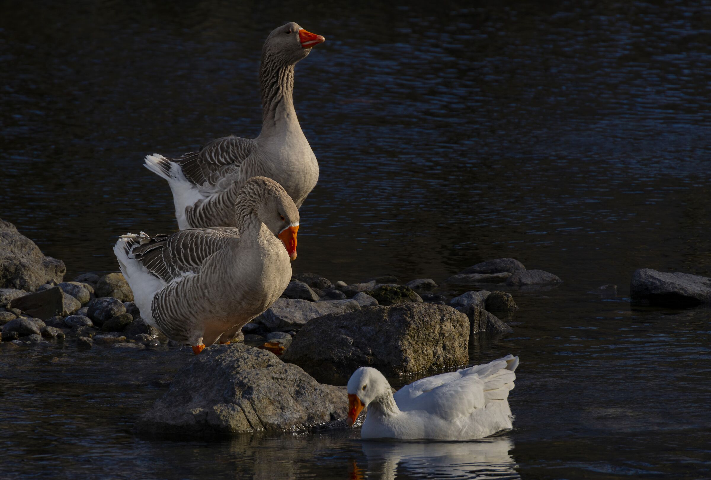 Geese on the Adda