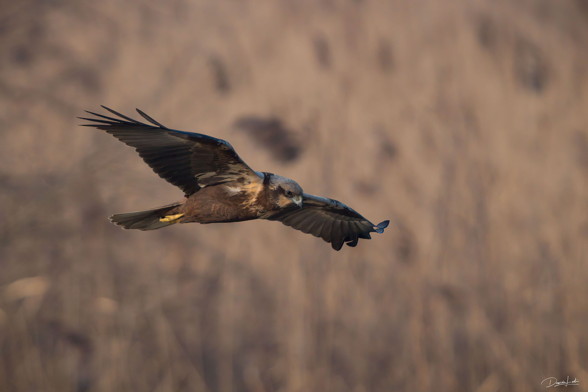 Falco di palude