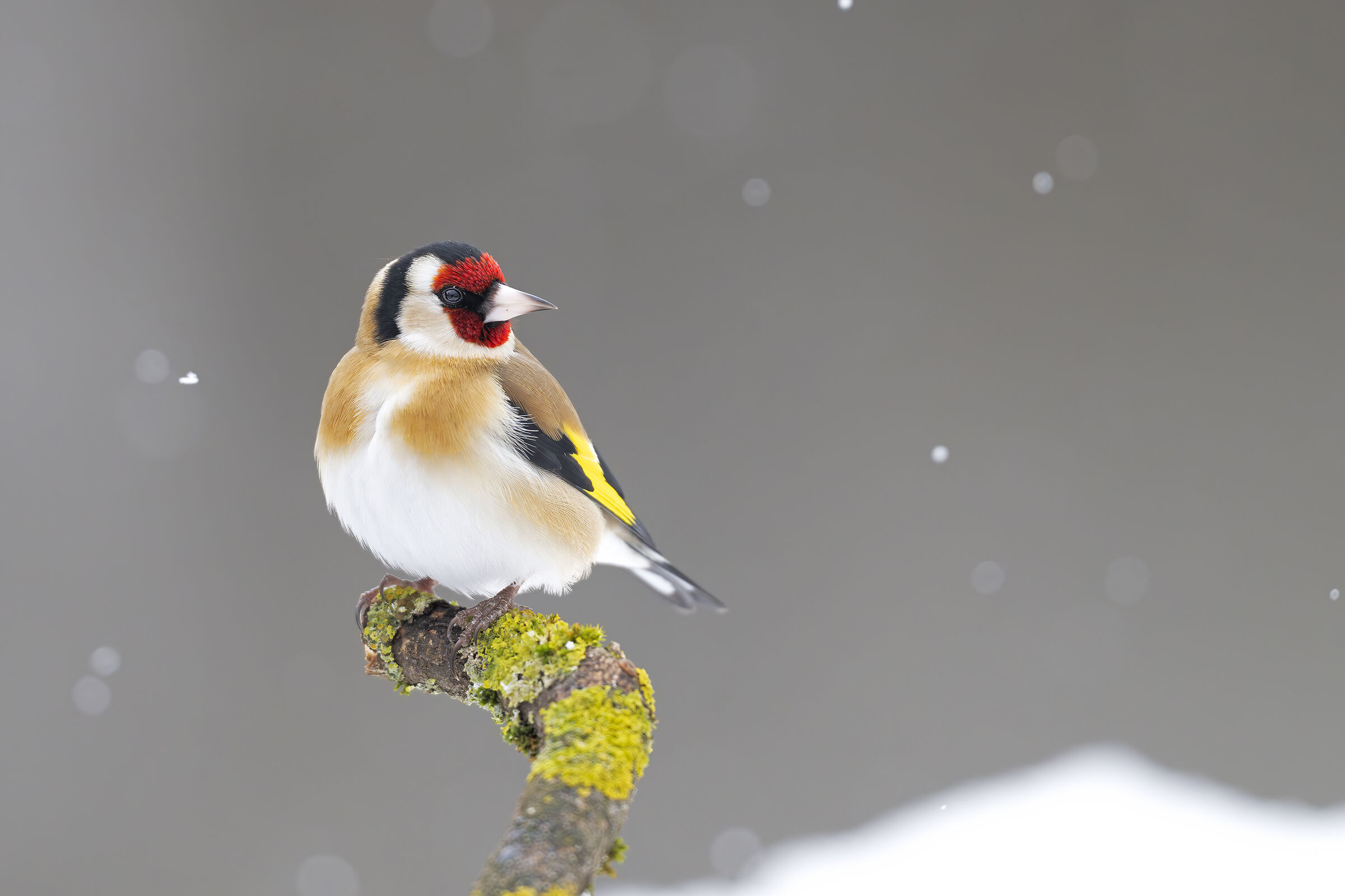 Winter Goldfinch