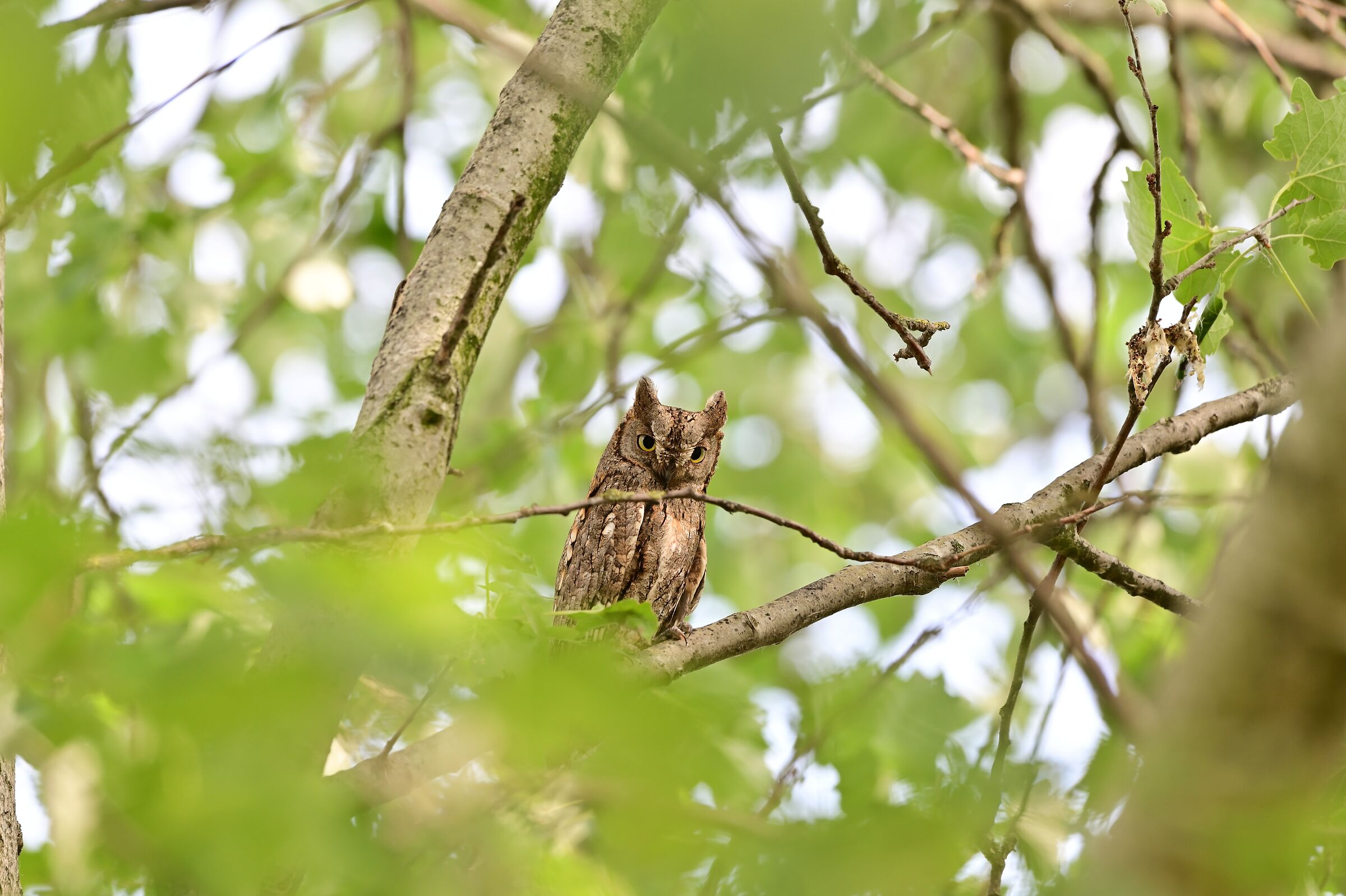 Scops owl