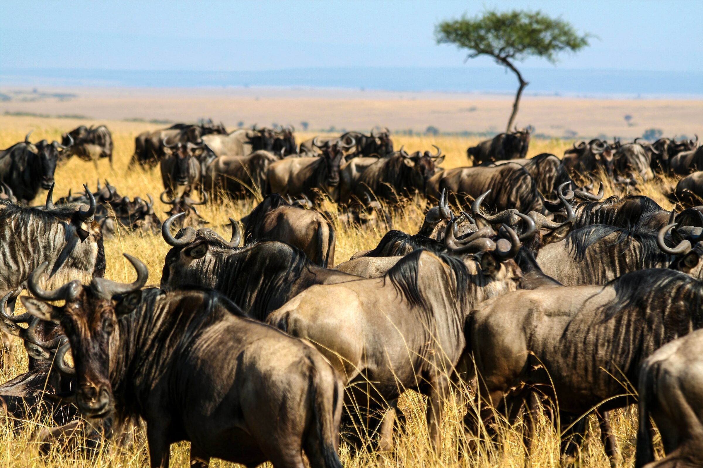 Bufali in Kenya