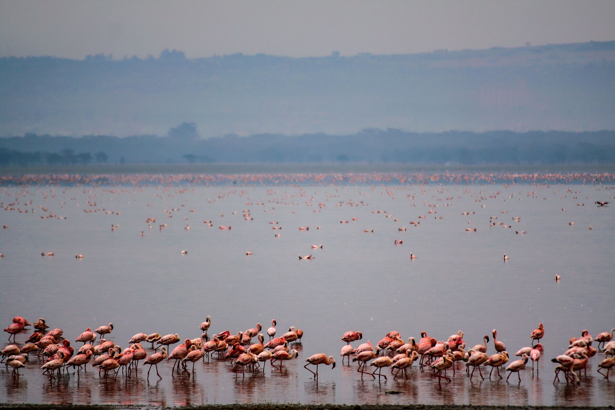 Lago Rosa in Kenya
