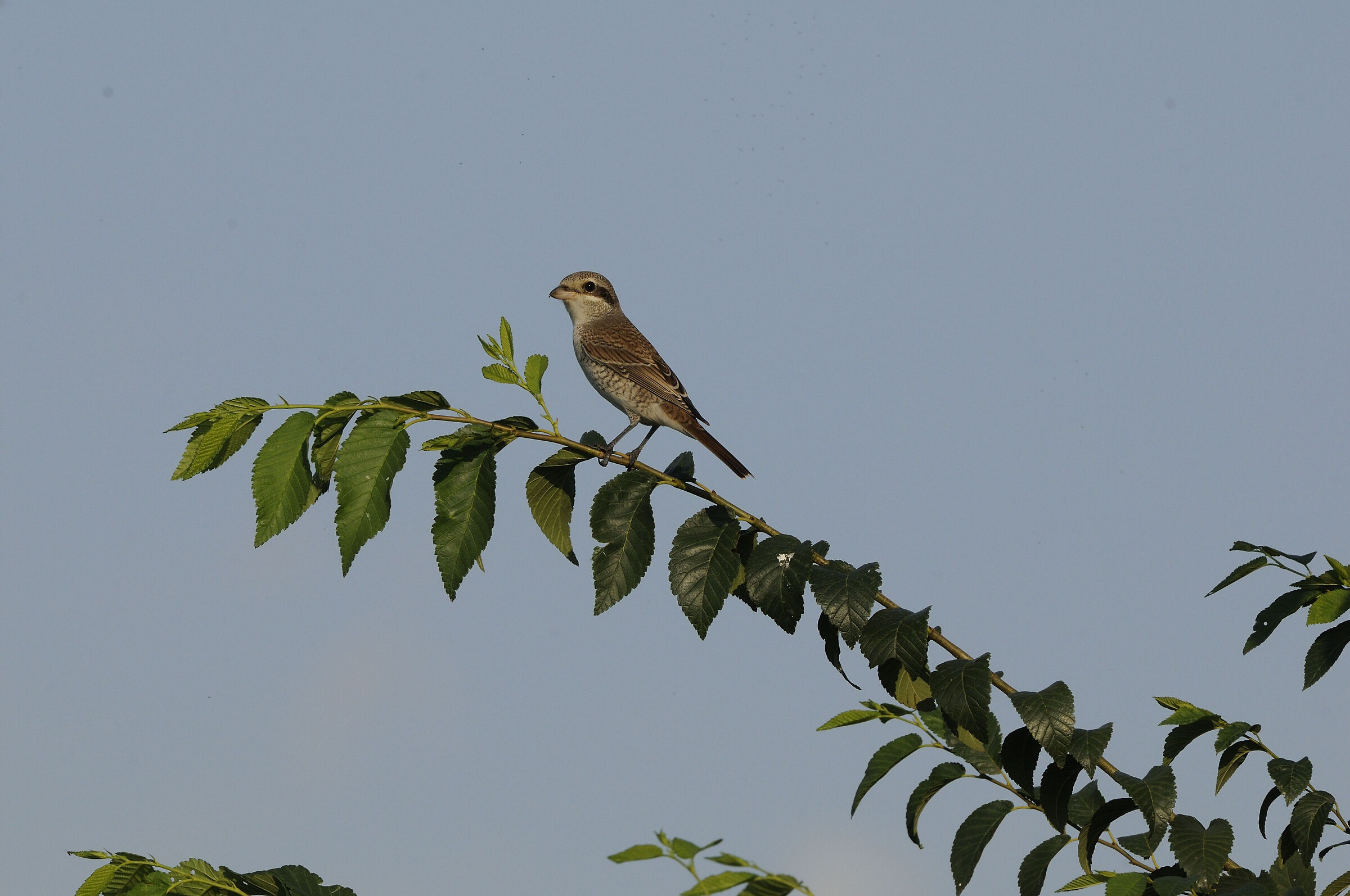 red-backed shrike