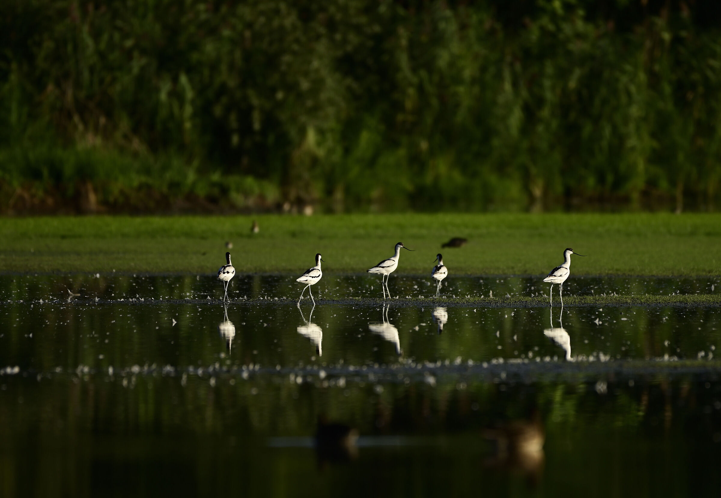 Avocets