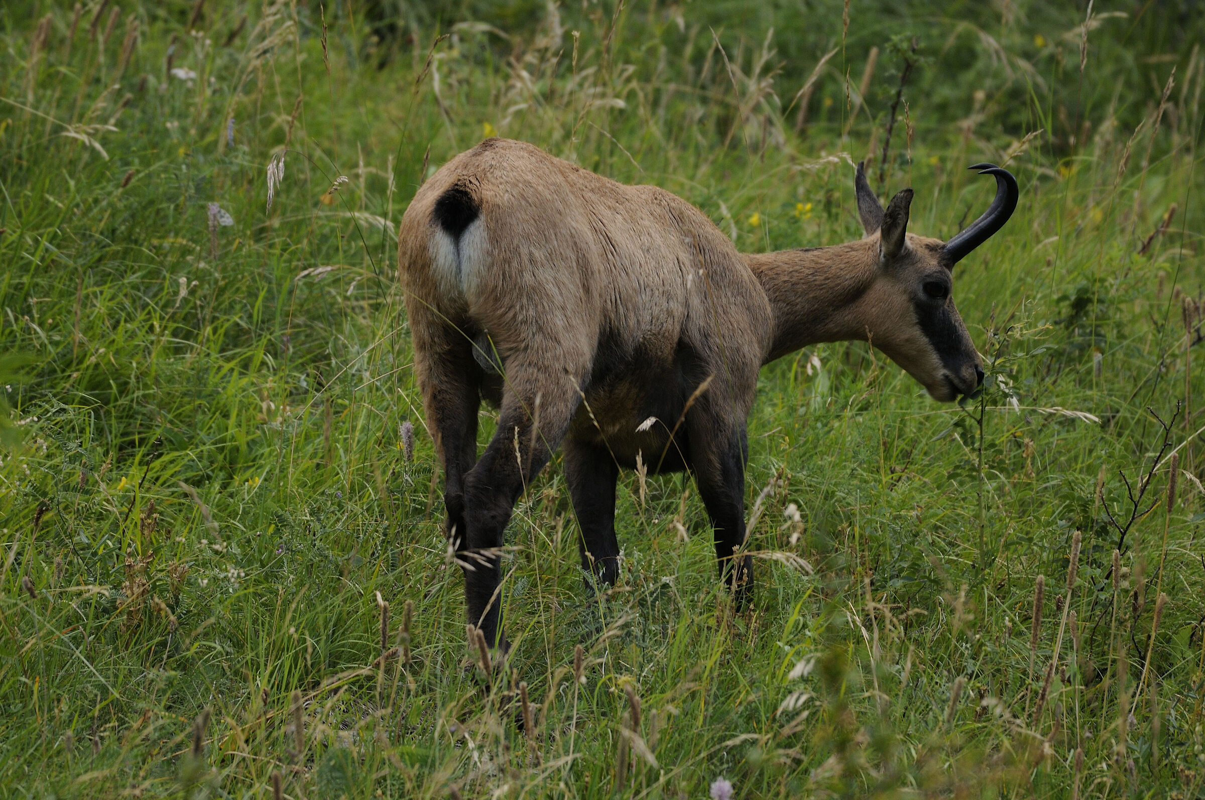 chamois