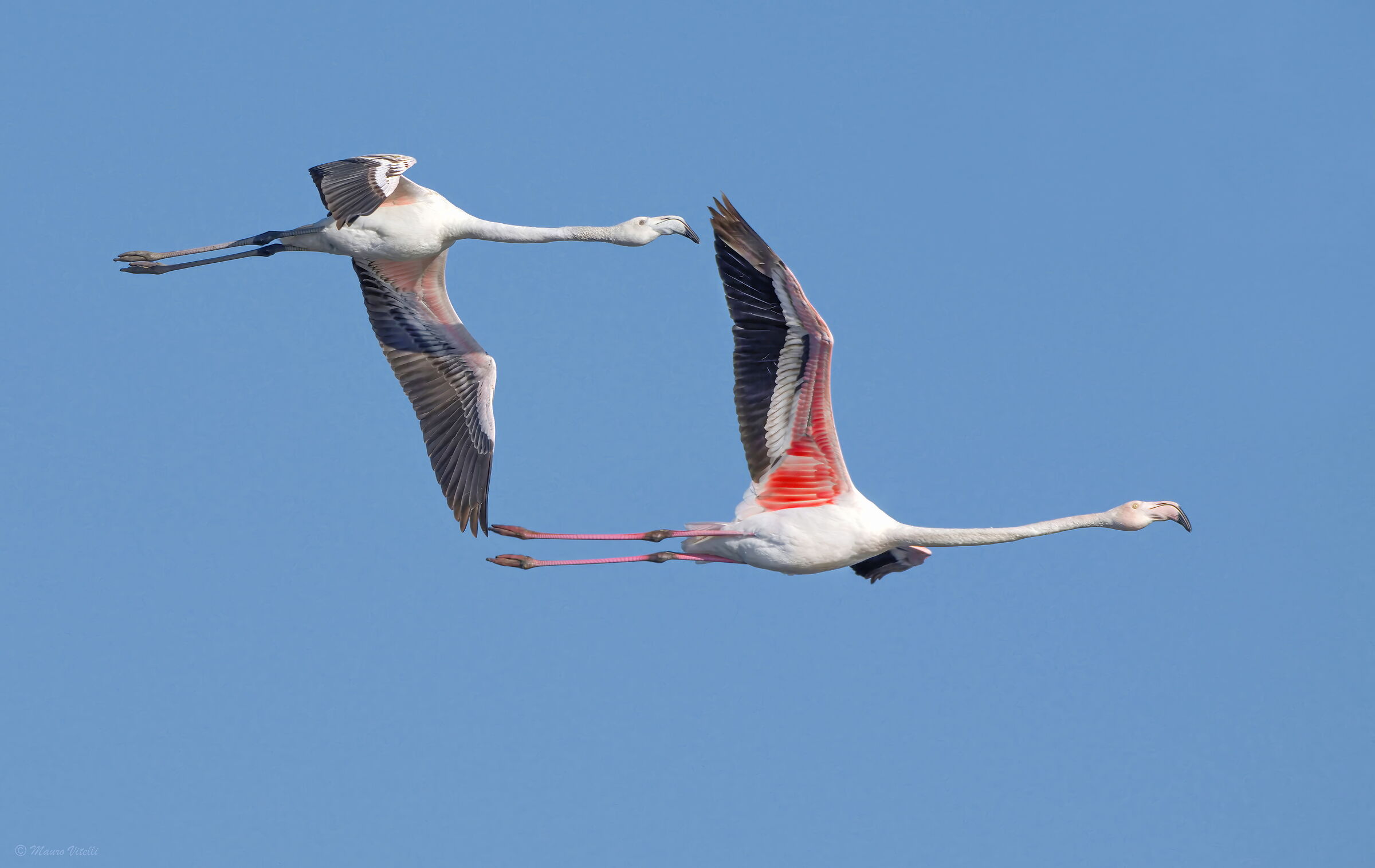 Flamingo (Phoenicopterus roseus)