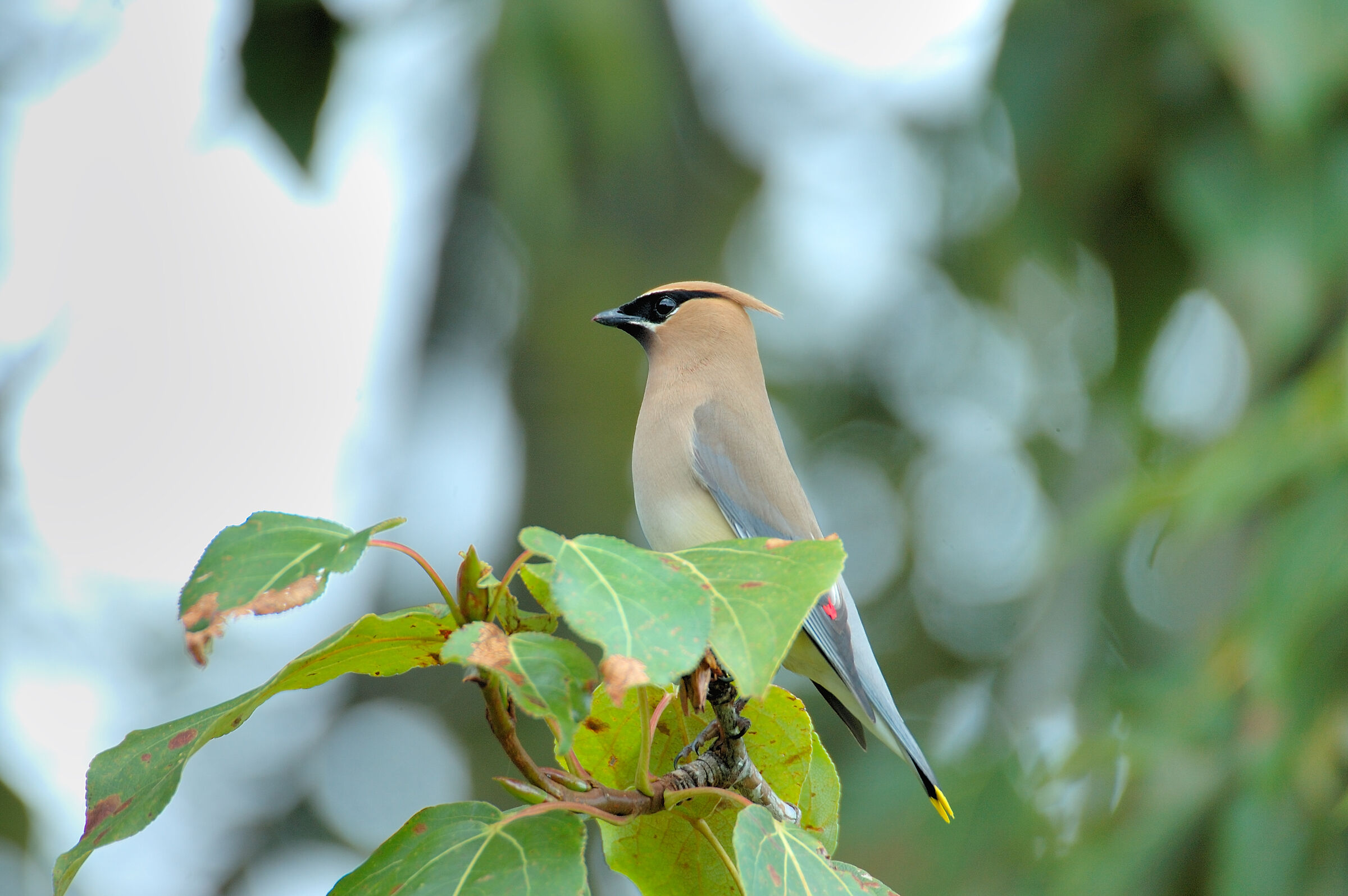 Bohemian waxwing