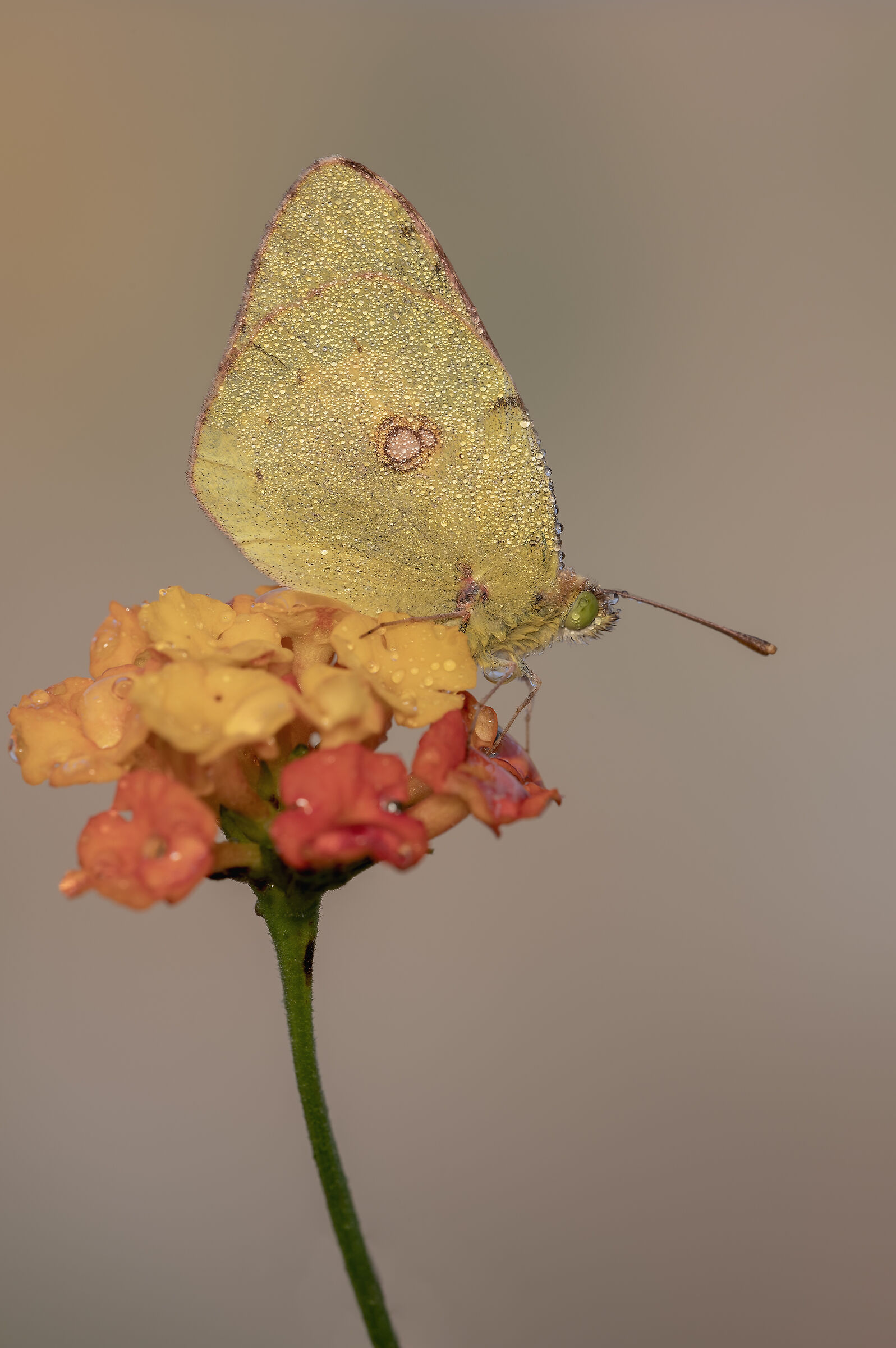 Colias crocea