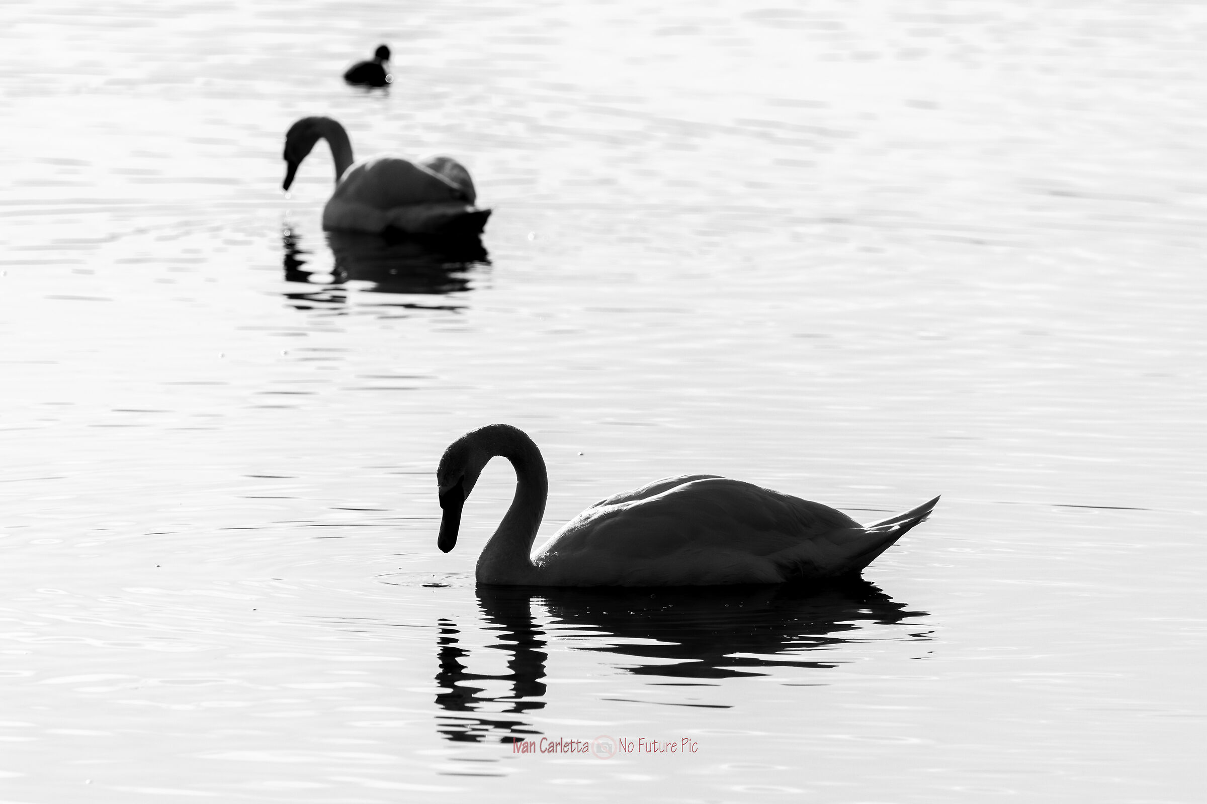 Cigni_ vasche dell'Arnetta