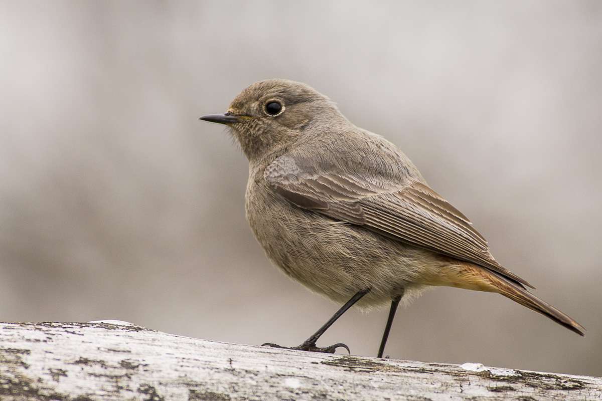 codirosso spazzacamino femmina