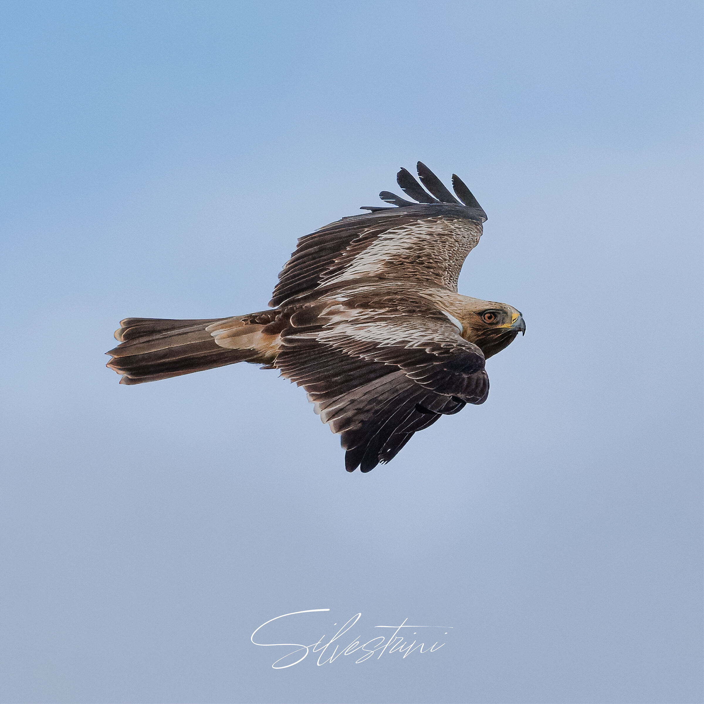 Aquila minore