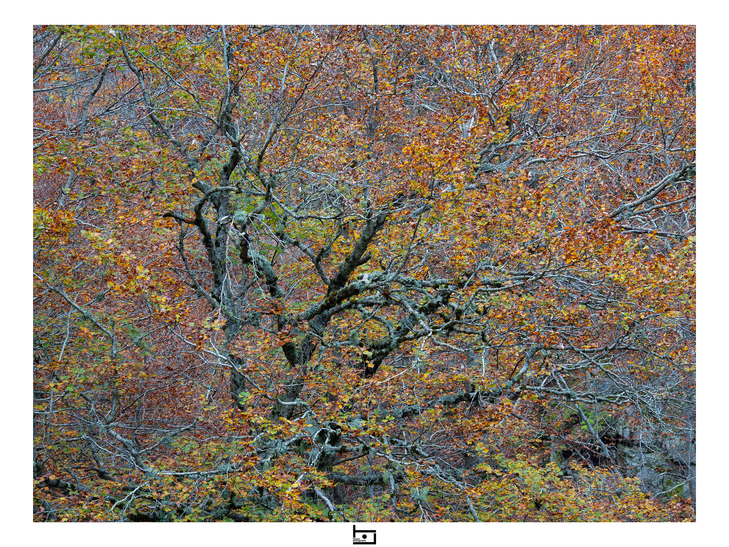 Autumn::cobweb