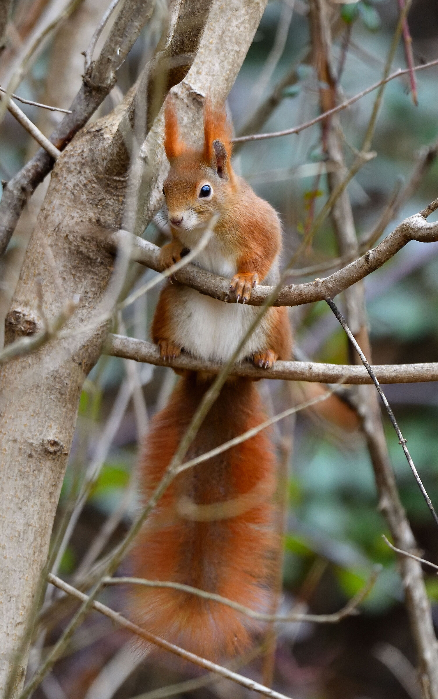 squirrel vertically...